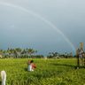 Travel in the Philippines — Lush rice paddies in a tropical farming area, with a worker tending the crops beneath a vibrant full rainbow.
