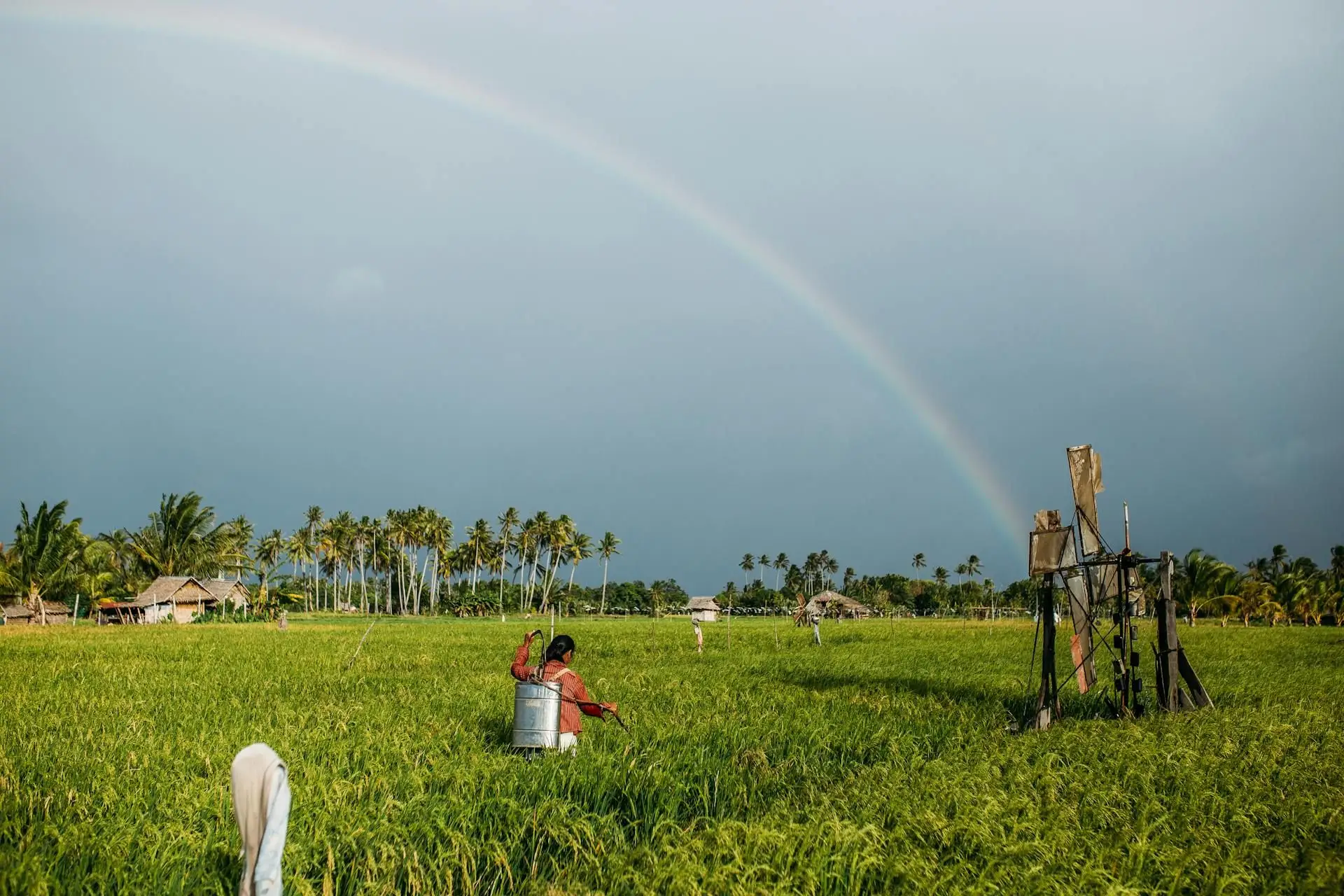 Paysage de rizières verdoyantes sur l'île de Luzon aux Philippines sous un arc-en-ciel après la pluie.