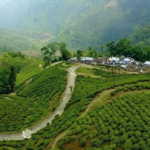 plantagen in der nähe von Ampana