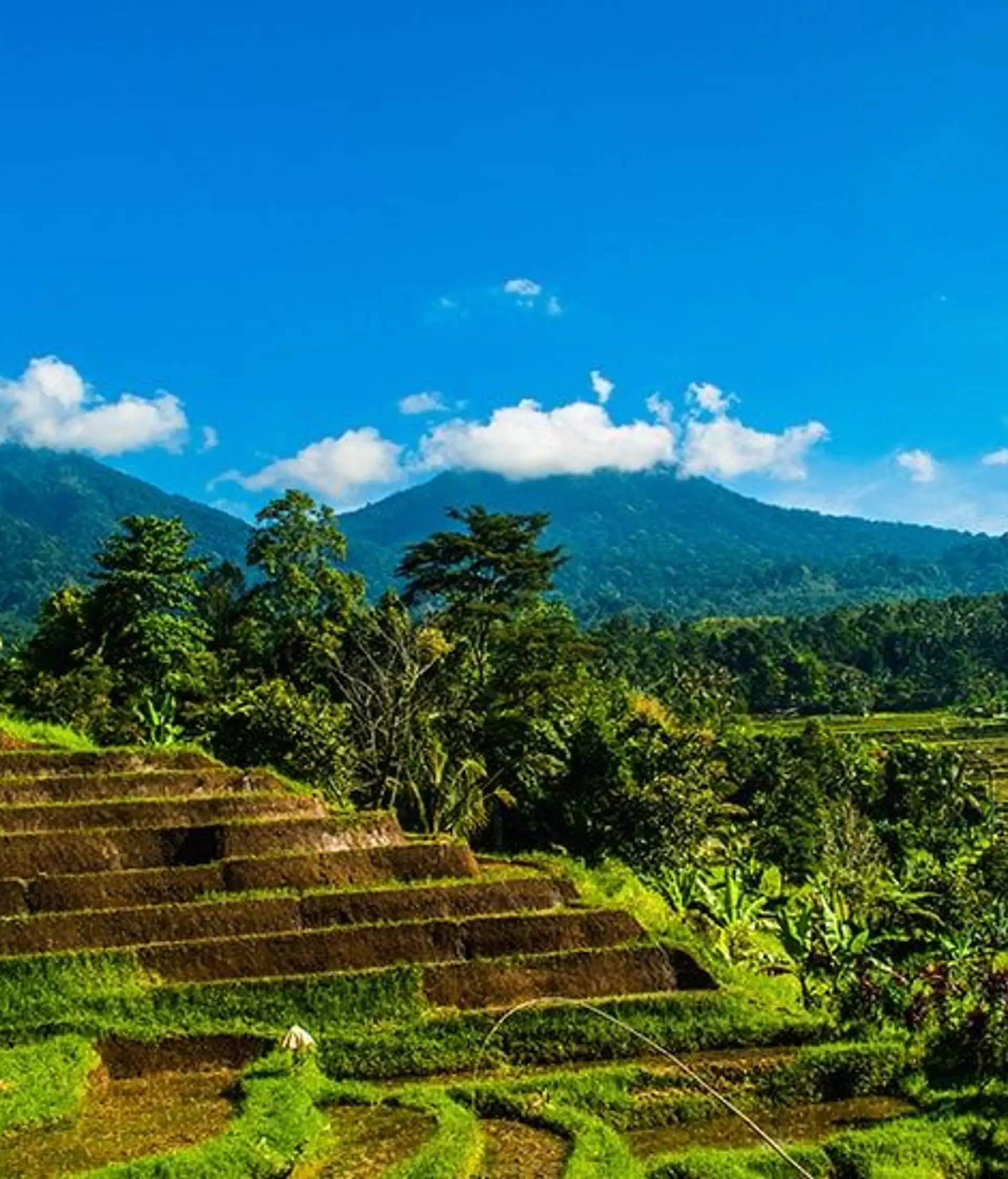 Travel in Asia - Terraced rice fields and blue skies on a sunny day in Bali
