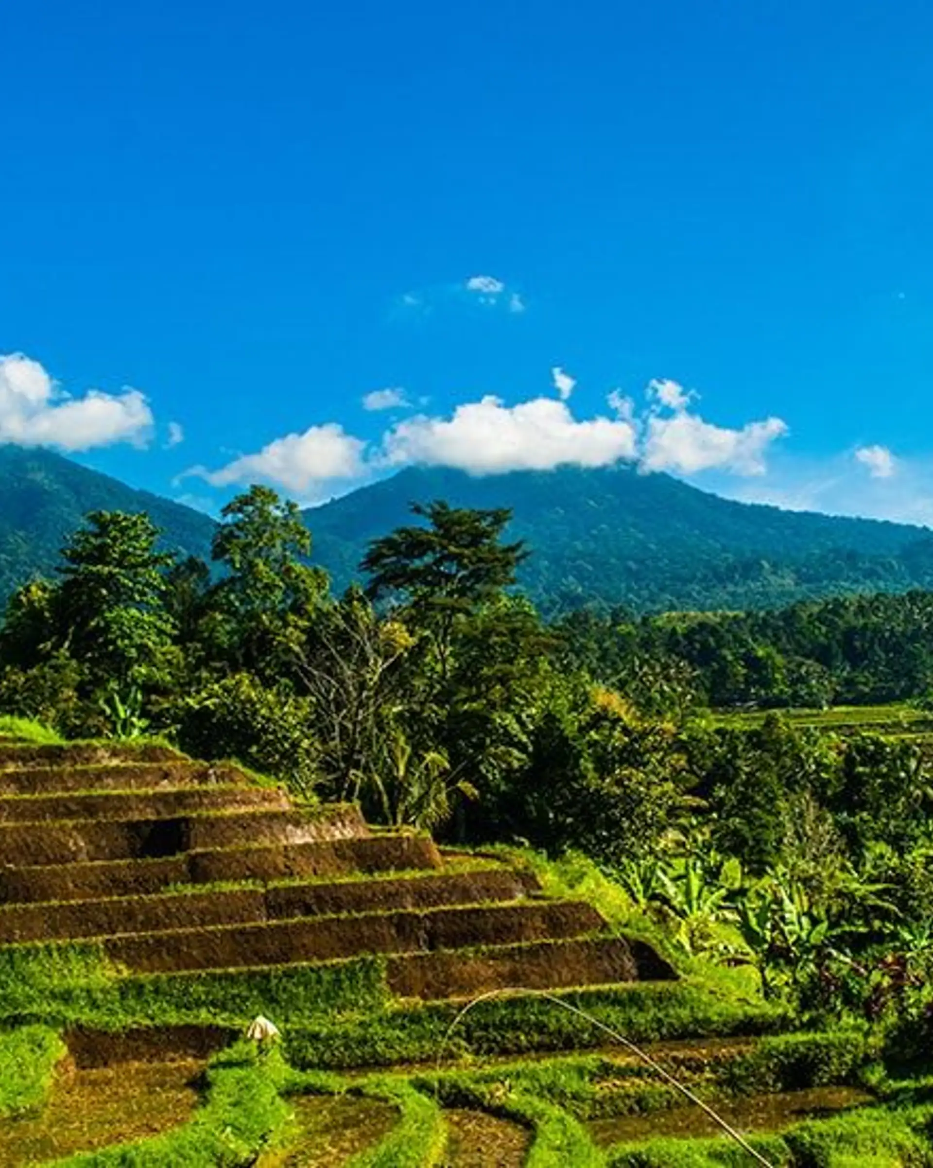 Travel in Asia - Terraced rice fields and blue skies on a sunny day in Bali
