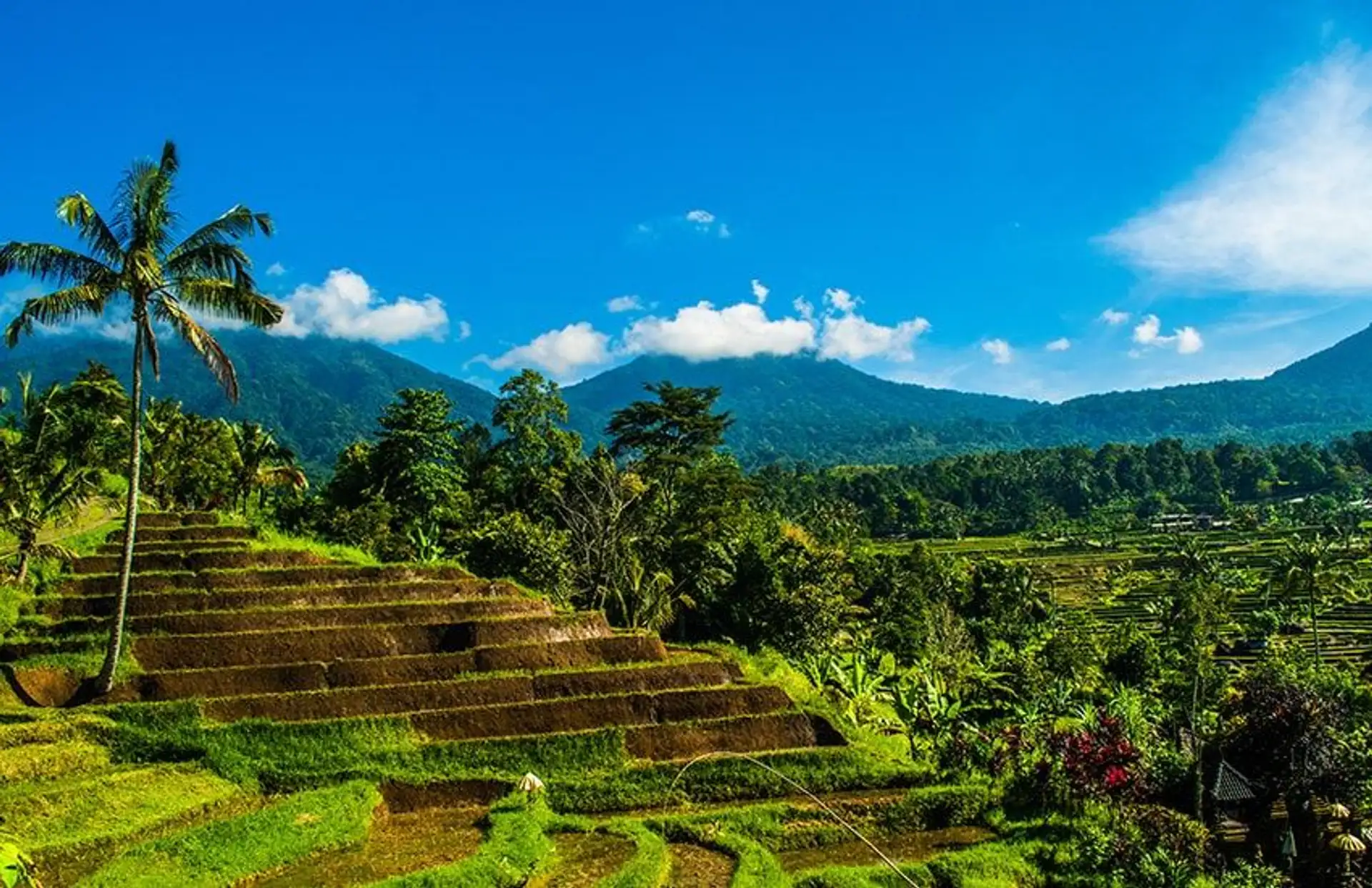 Travel in Asia - Terraced rice fields and blue skies on a sunny day in Bali