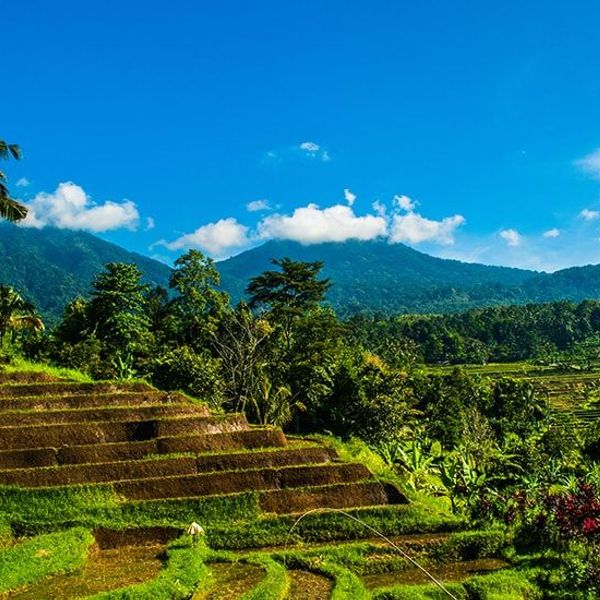 Travel in Asia - Terraced rice fields and blue skies on a sunny day in Bali