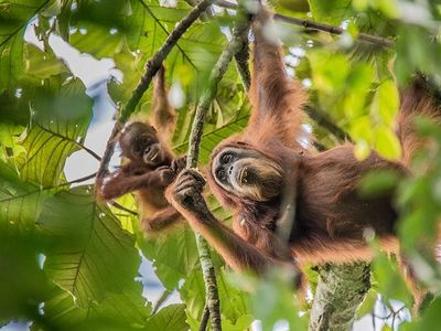 Travel in Asia - Orangutans hanging from tree branches in a jungle canopy in Indonesia