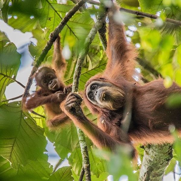 Travel in Asia - Orangutans hanging from tree branches in a jungle canopy in Indonesia