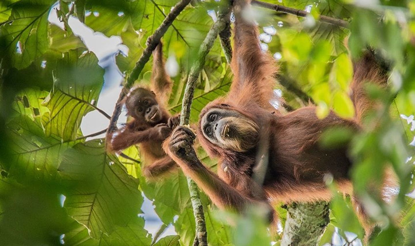 Travel in Asia - Orangutans hanging from tree branches in a jungle canopy in Indonesia