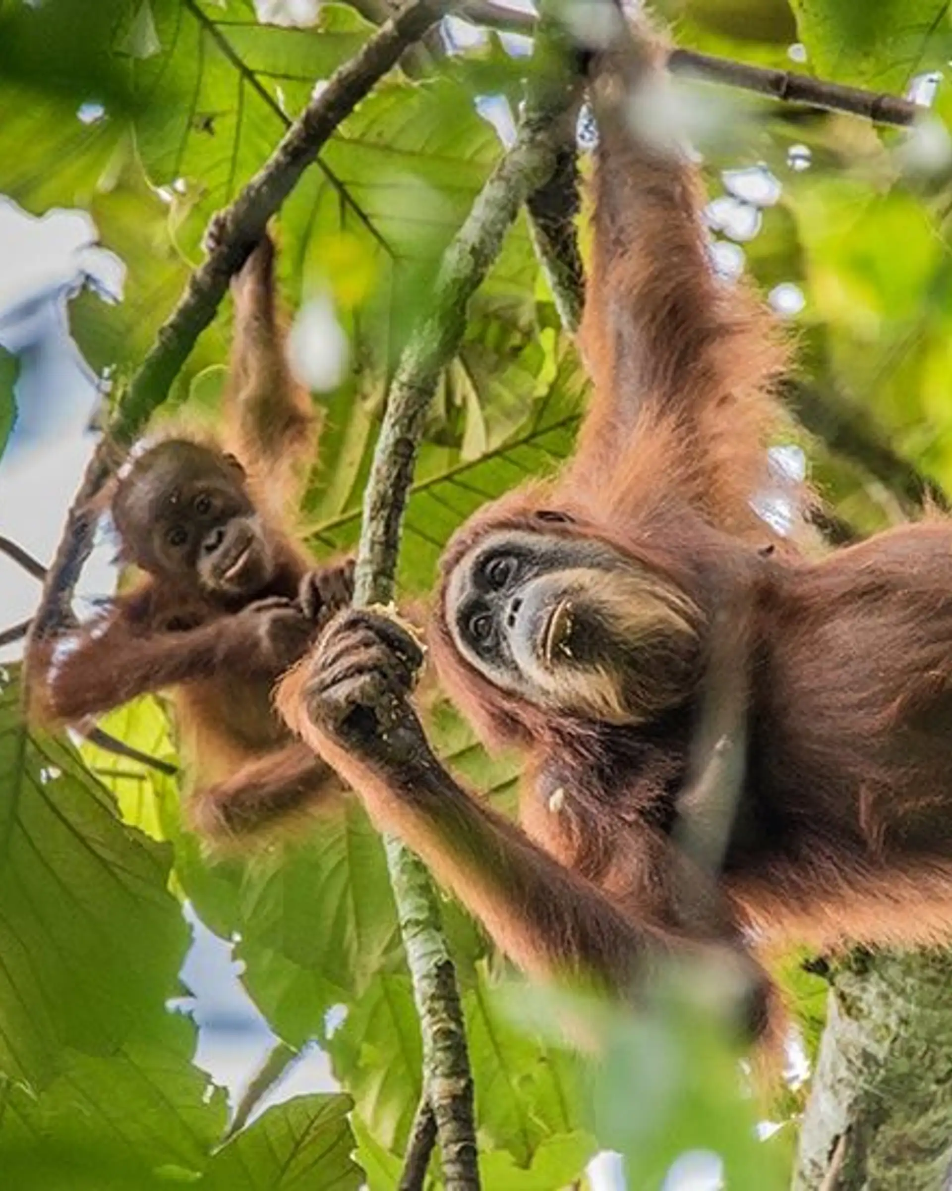Travel in Asia - Orangutans hanging from tree branches in a jungle canopy in Indonesia