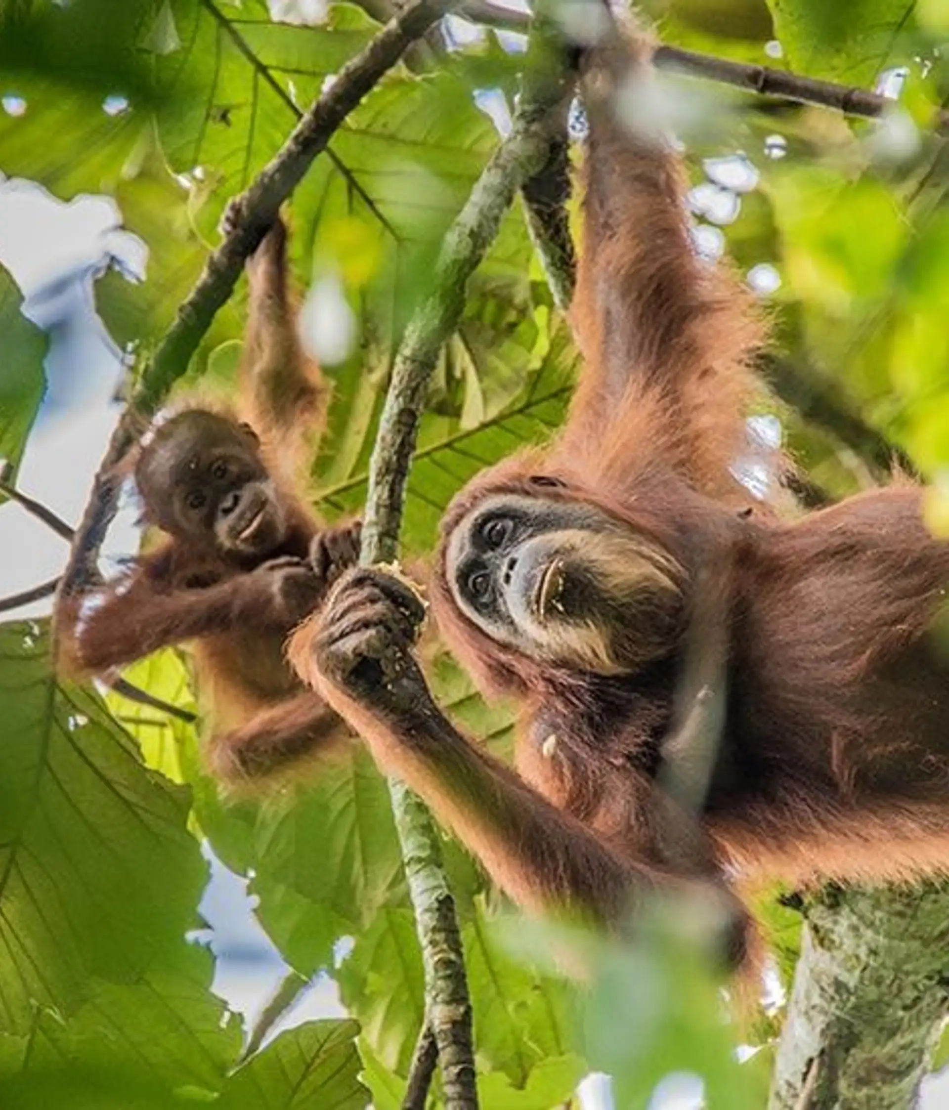 Travel in Asia - Orangutans hanging from tree branches in a jungle canopy in Indonesia