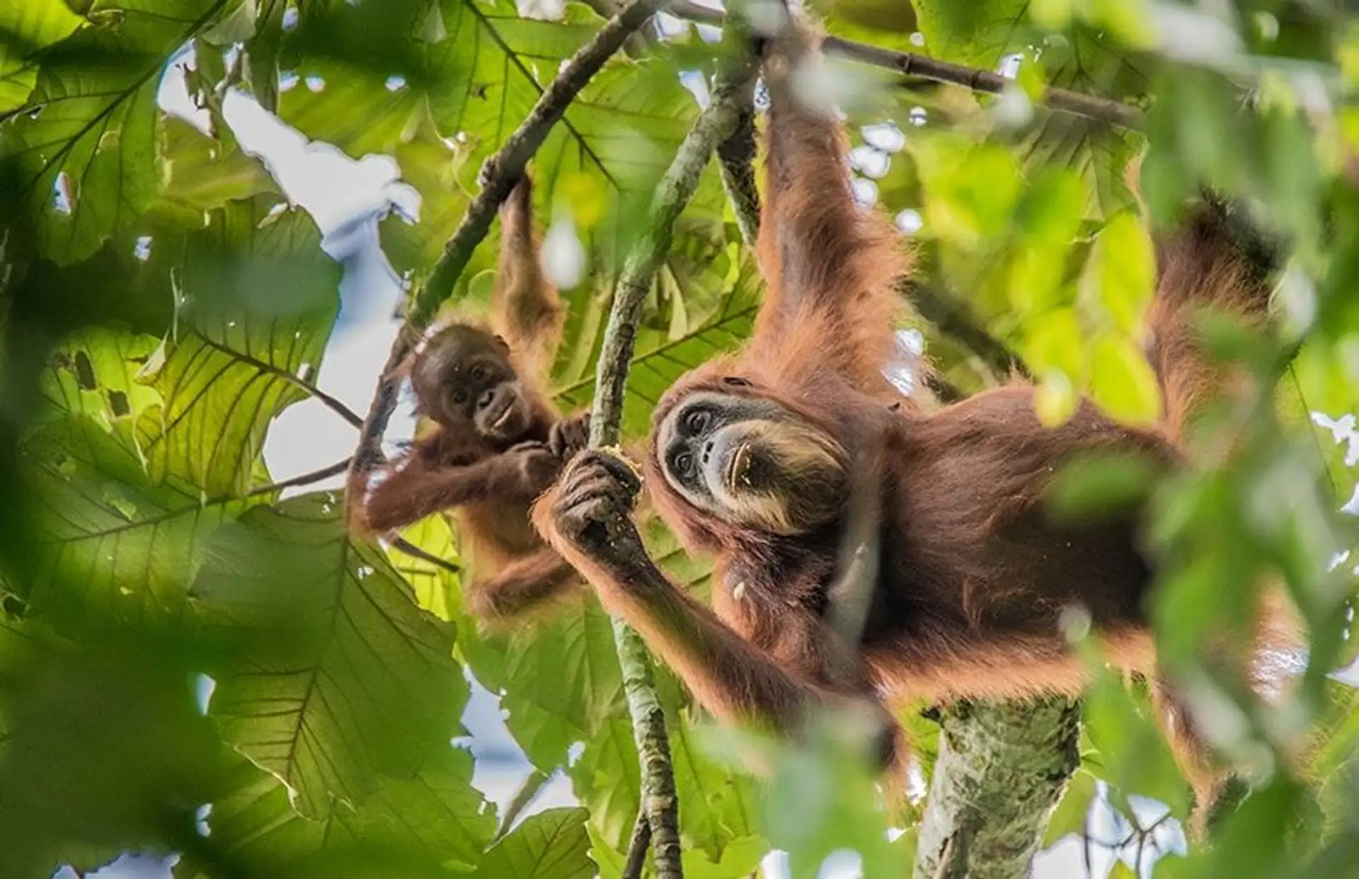 Travel in Asia - Orangutans hanging from tree branches in a jungle canopy in Indonesia