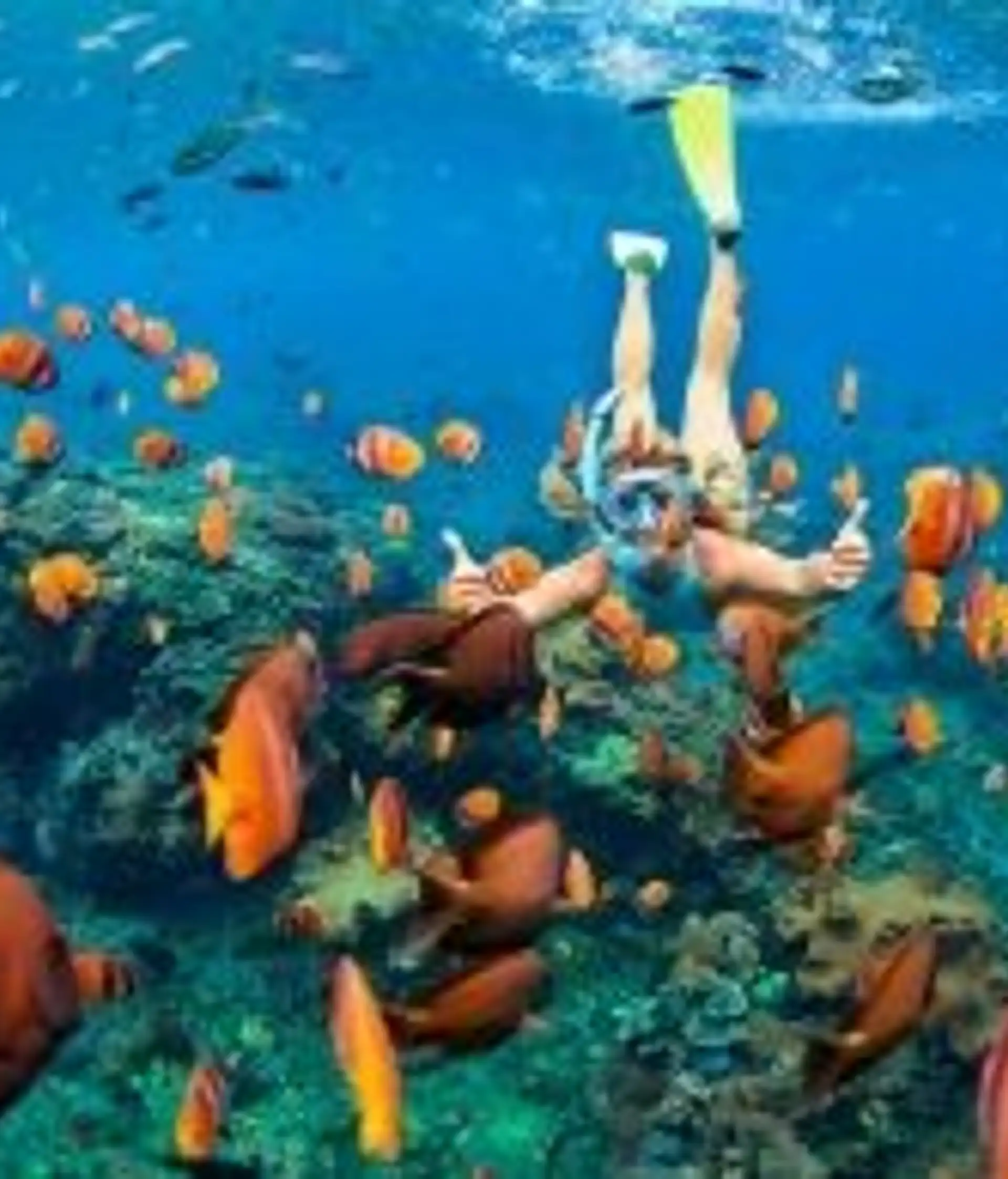 Travel in Asia - Snorkeling admiring colorful fish in North Bali