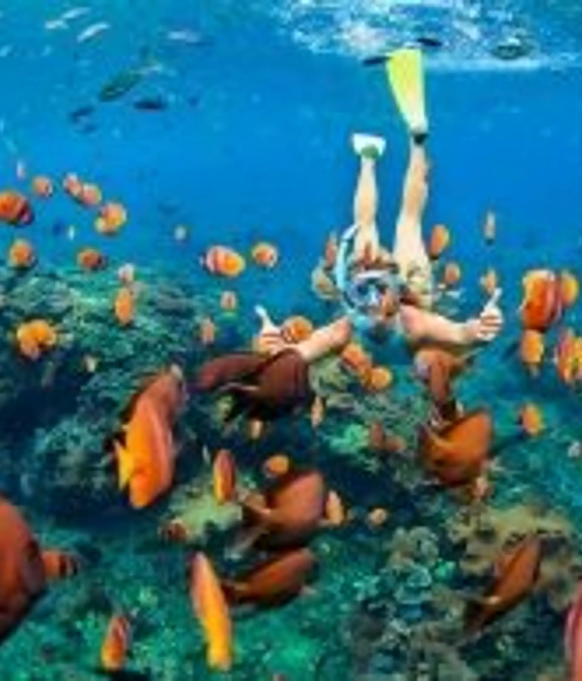 Travel in Asia - Snorkeling admiring colorful fish in North Bali
