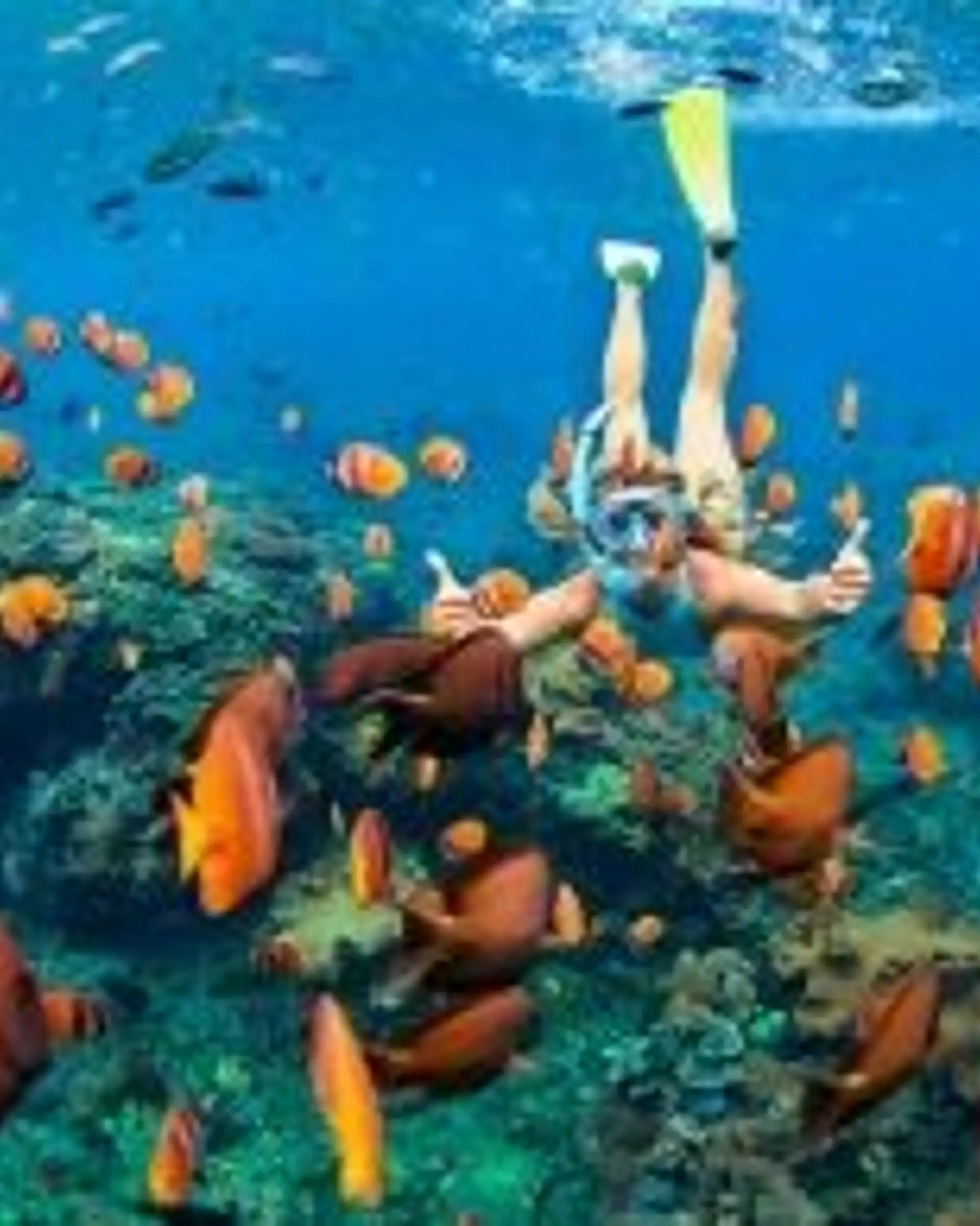Travel in Asia - Snorkeling admiring colorful fish in North Bali