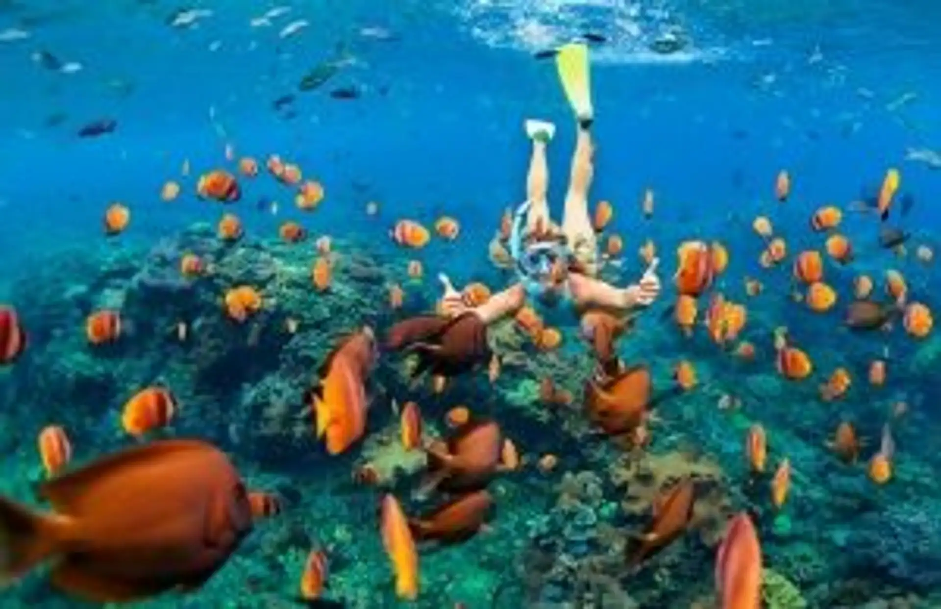 Travel in Asia - Snorkeling admiring colorful fish in North Bali