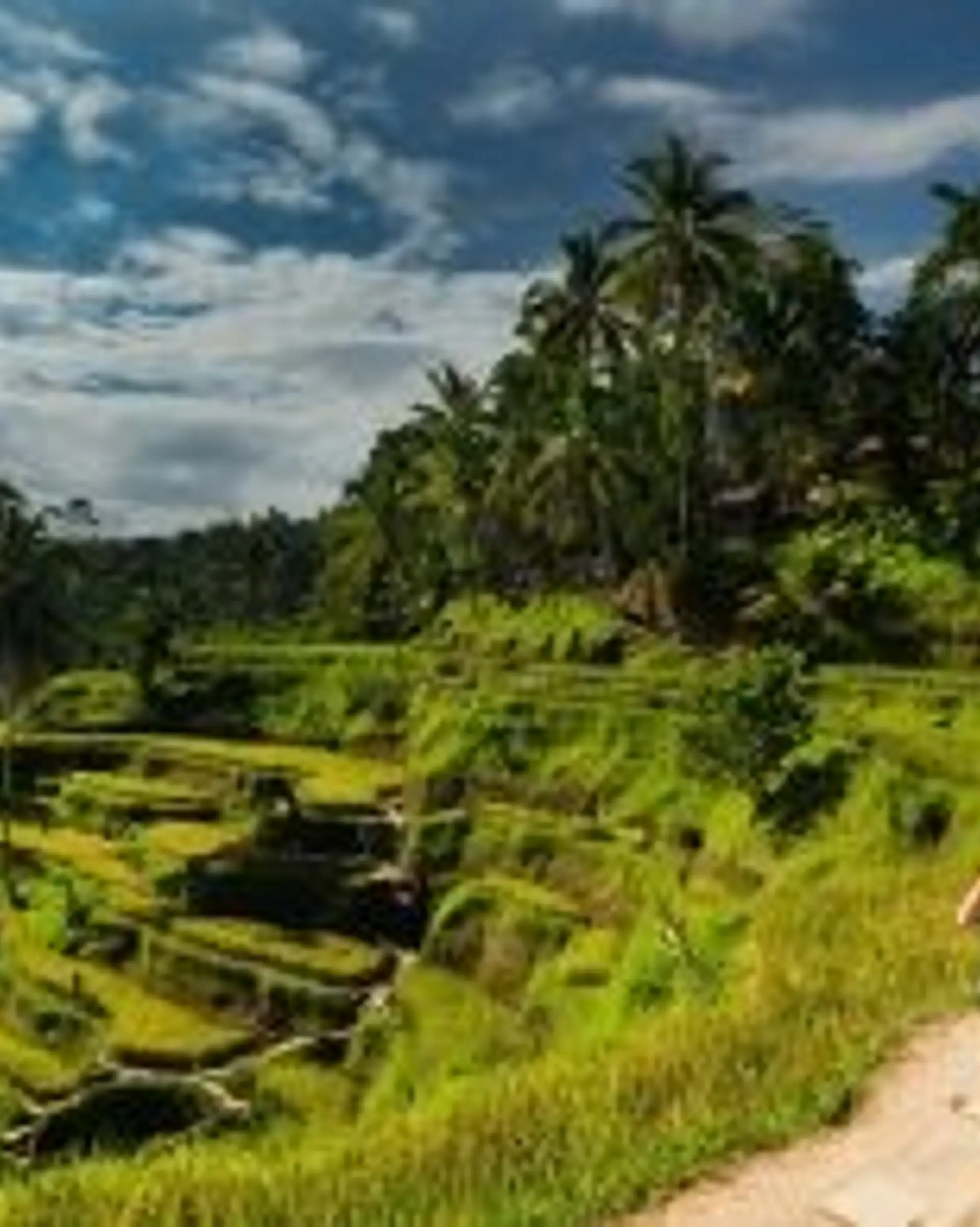 Travel in Asia - Person walking amongst rice fields in Ubud, Bali