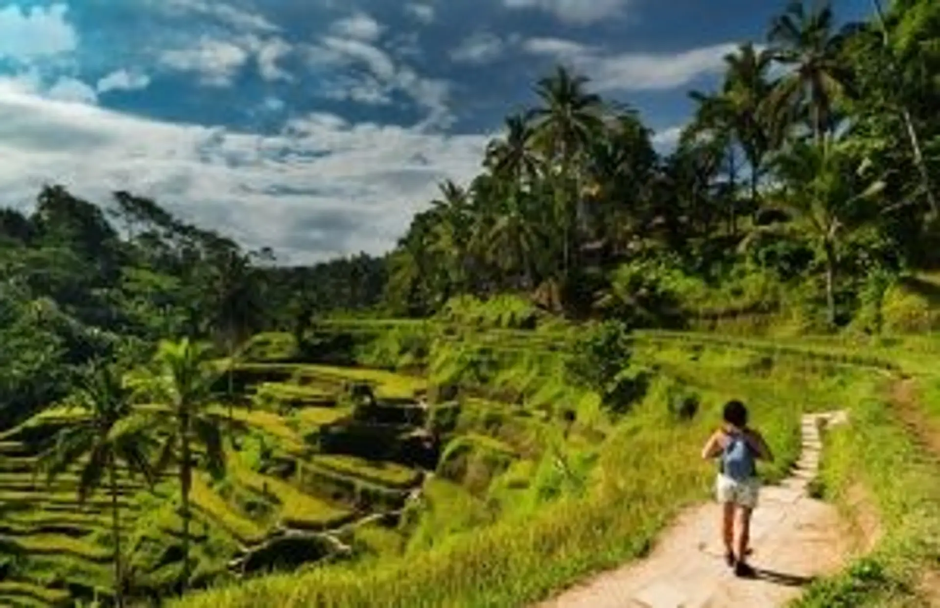 Travel in Asia - Person walking amongst rice fields in Ubud, Bali