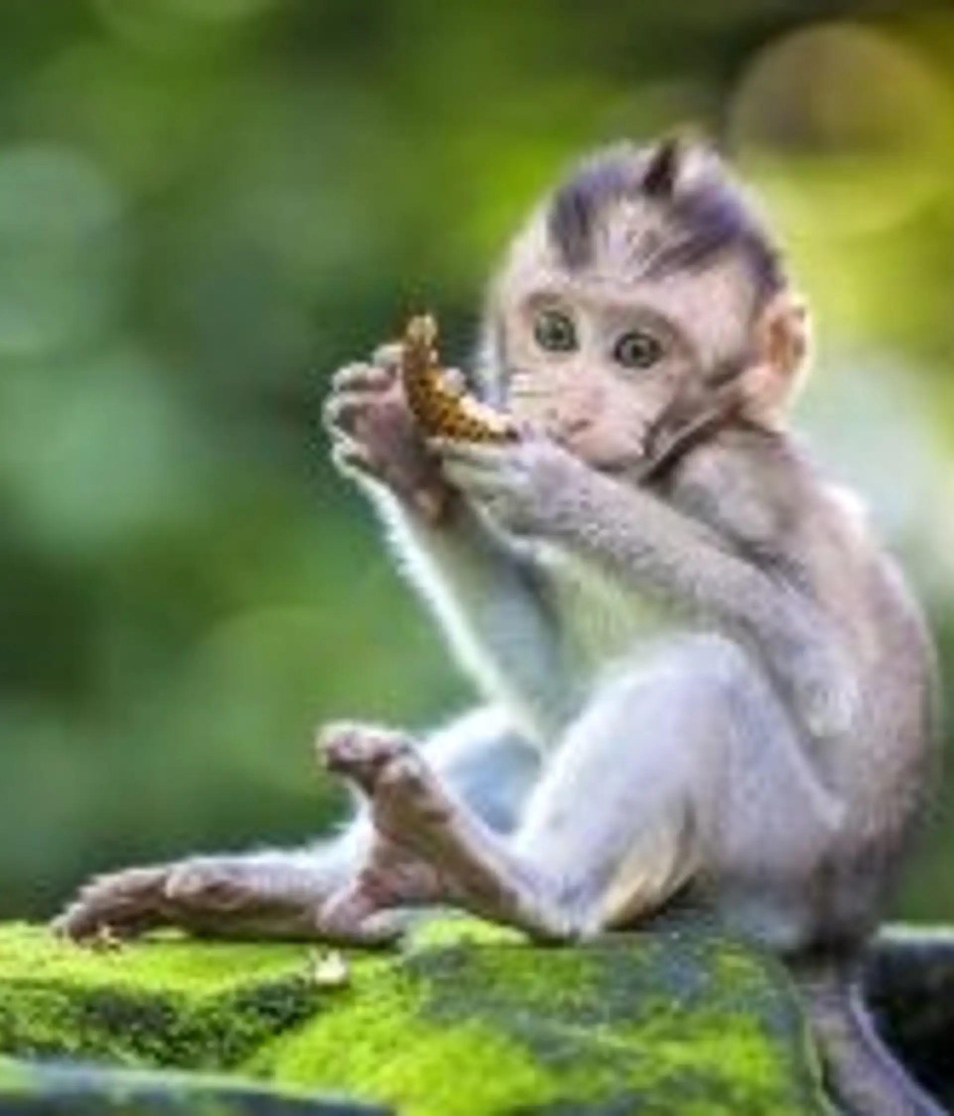 Travel in Asia - A baby monkey eating a bit of food in a jungle setting in Bali