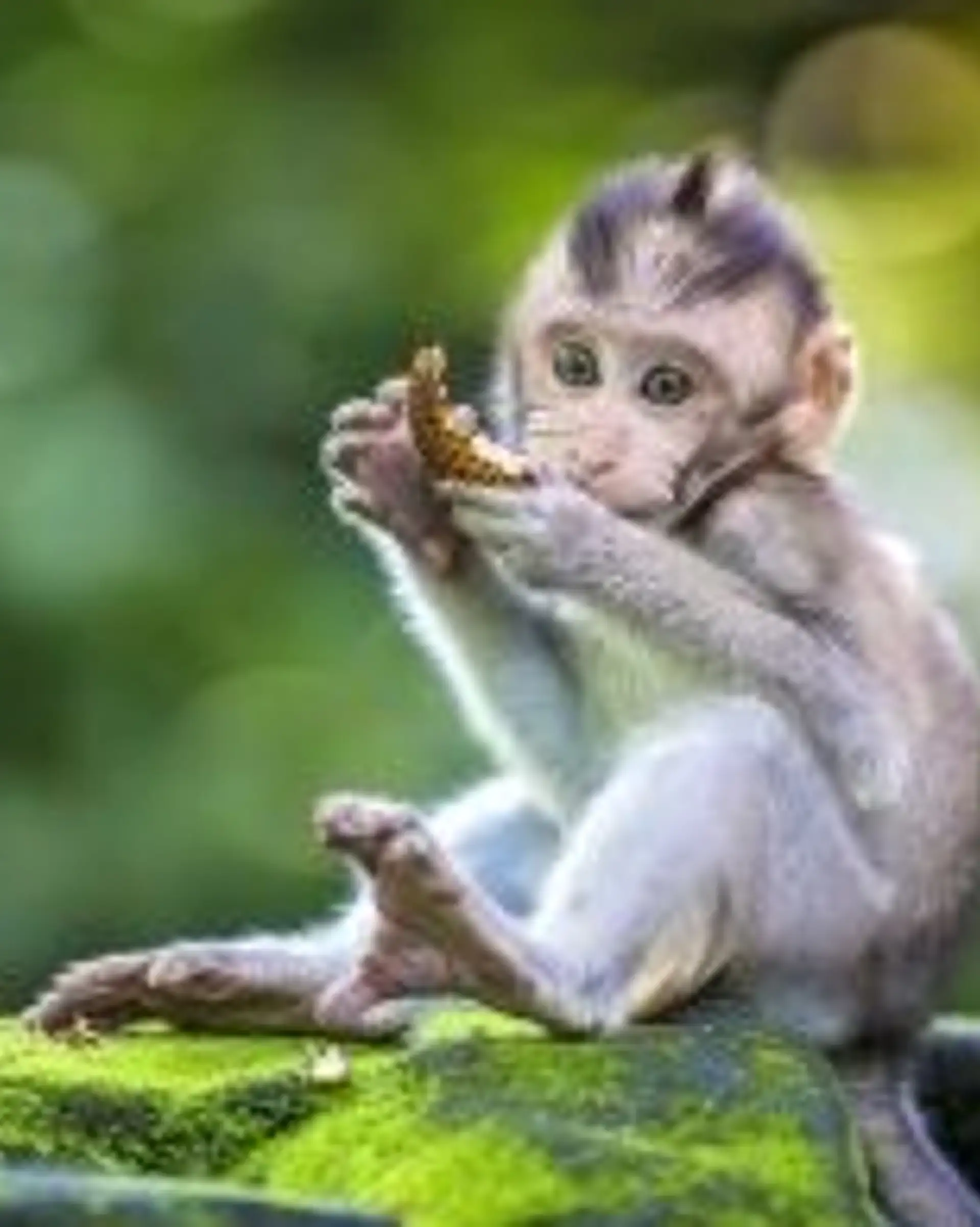 Travel in Asia - A baby monkey eating a bit of food in a jungle setting in Bali