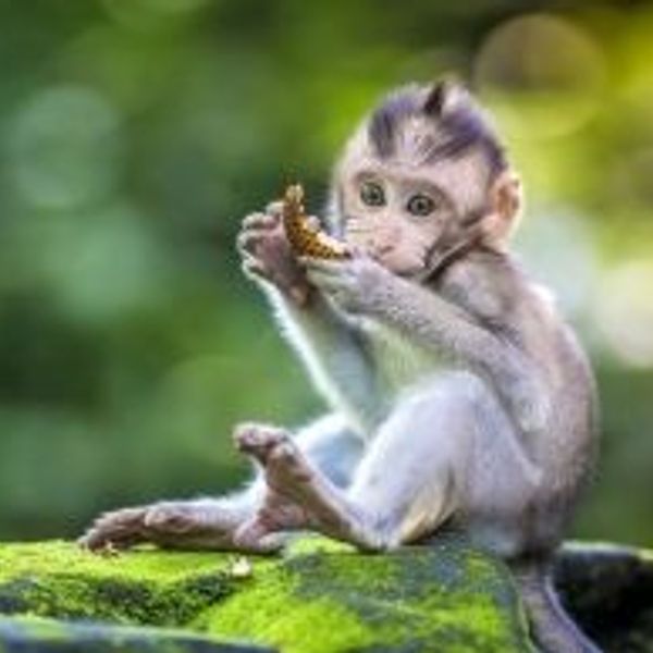 Travel in Asia - A baby monkey eating a bit of food in a jungle setting in Bali