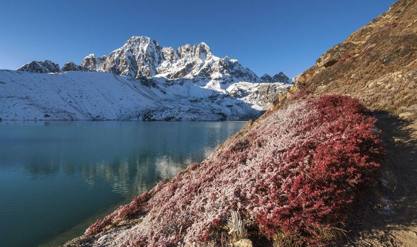 Travel in Asia - A red-leaved plant dusted with snow in front of one of the Gokyo Lakes with snow-capped Himalayan peaks in the background
