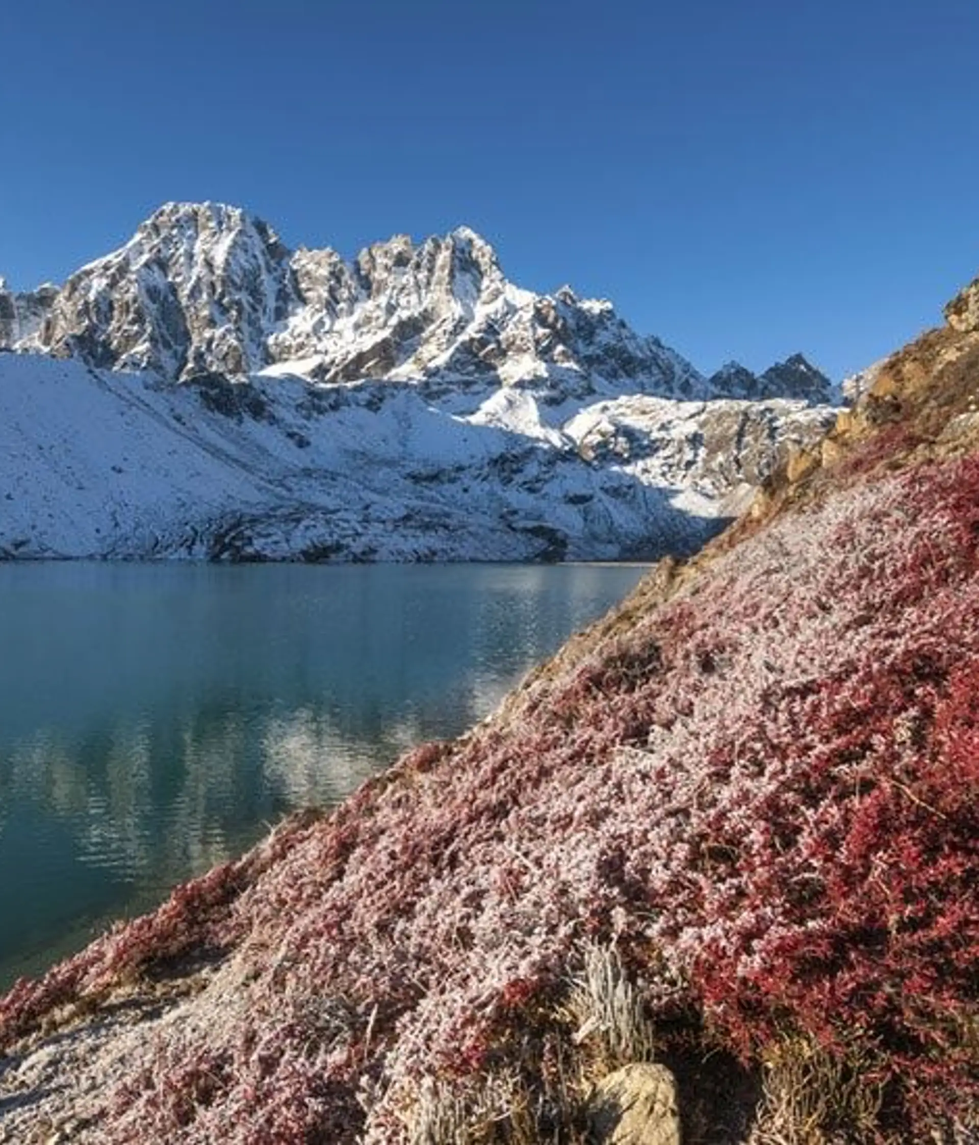 Travel in Asia - A red-leaved plant dusted with snow in front of one of the Gokyo Lakes with snow-capped Himalayan peaks in the background