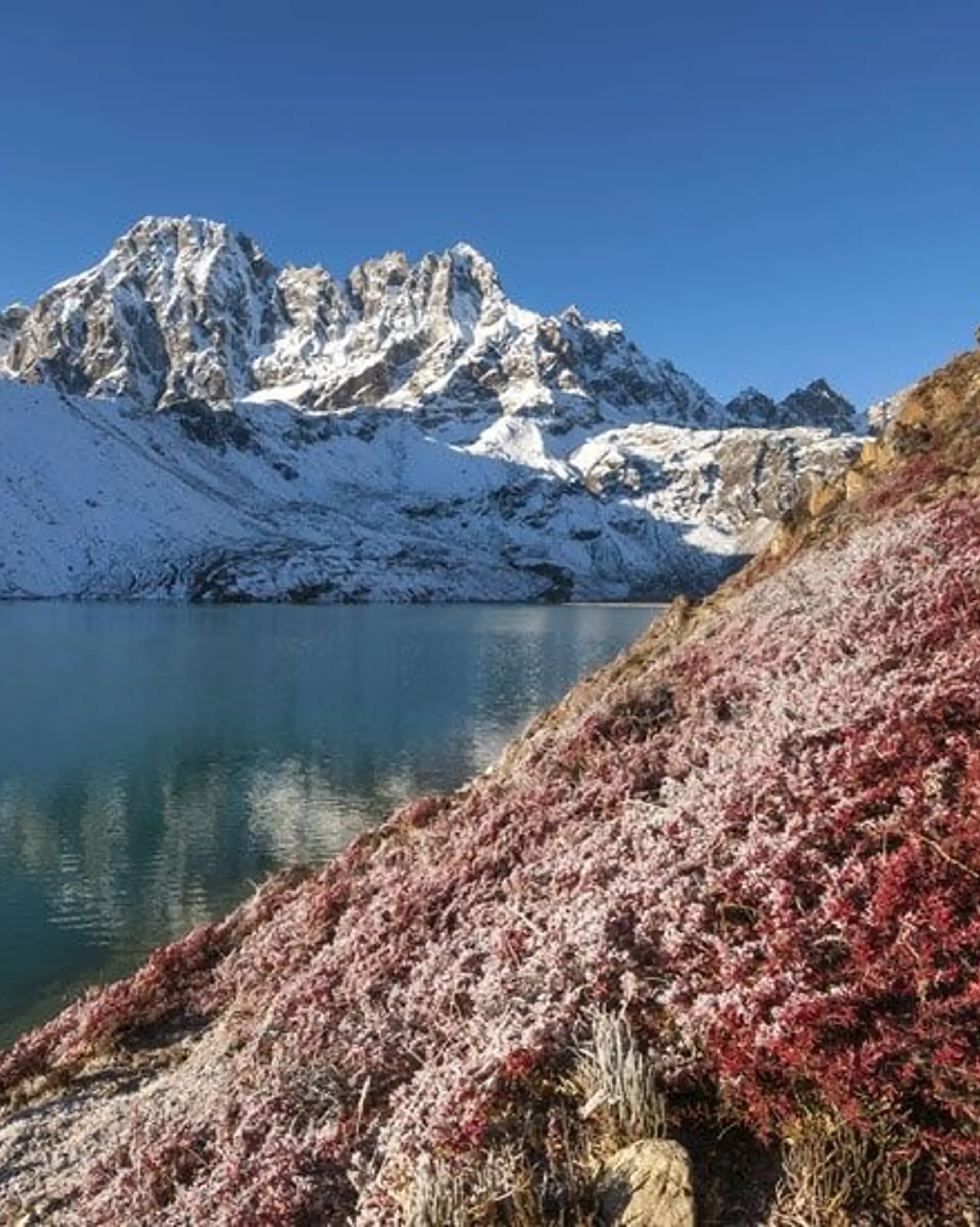Travel in Asia - A red-leaved plant dusted with snow in front of one of the Gokyo Lakes with snow-capped Himalayan peaks in the background