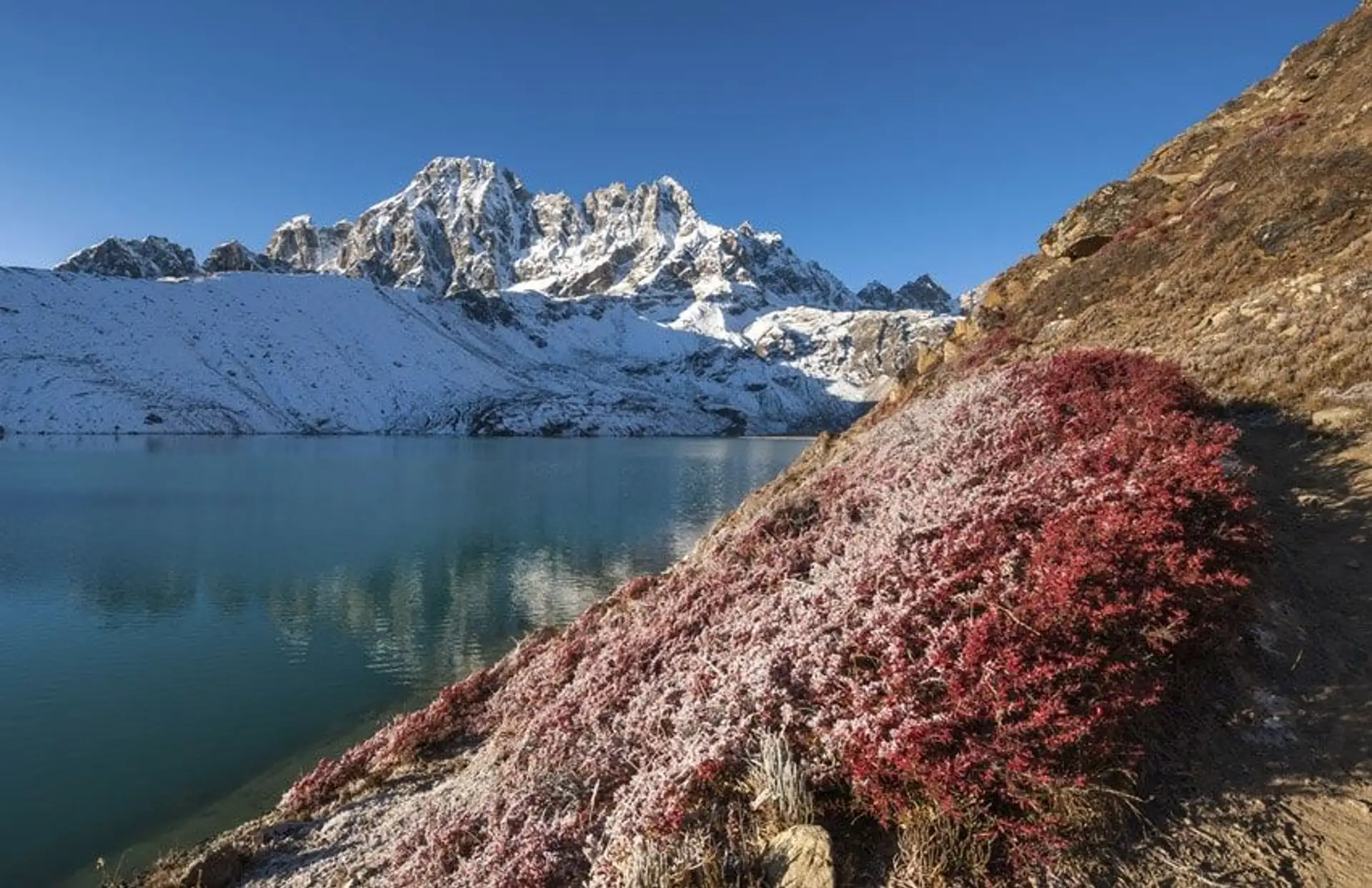 Travel in Asia - A red-leaved plant dusted with snow in front of one of the Gokyo Lakes with snow-capped Himalayan peaks in the background