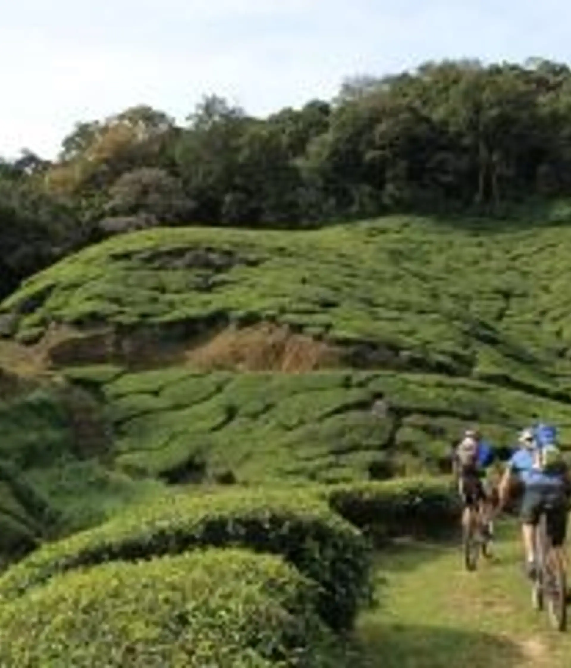 Travel in Asia - Cyclists riding along a path through lush green tea plantations in Kerala, India