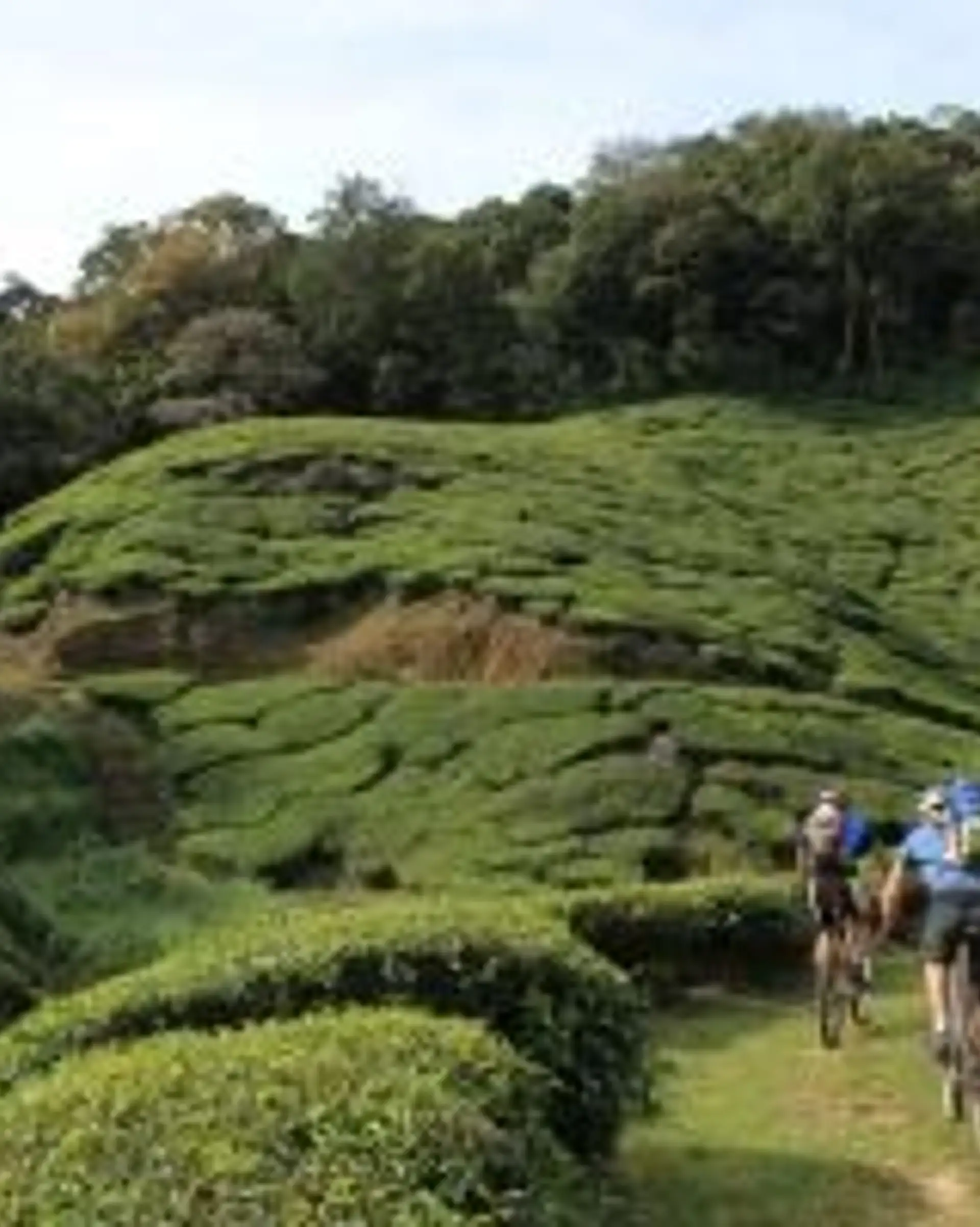 Travel in Asia - Cyclists riding along a path through lush green tea plantations in Kerala, India