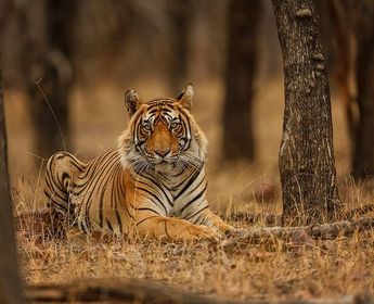 tigres-dunes-et-palais