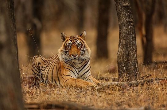 tigres-dunes-et-palais