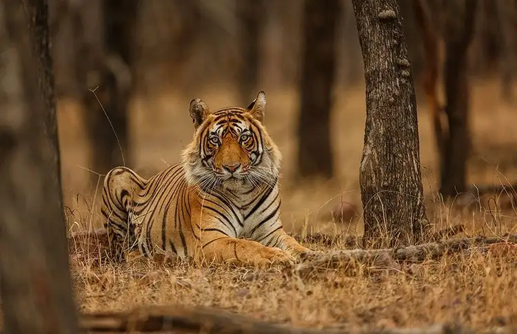 tigres-dunes-et-palais