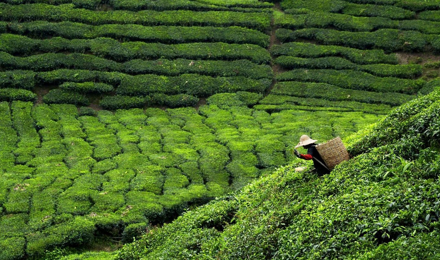 immersion-culturelle-malaisie