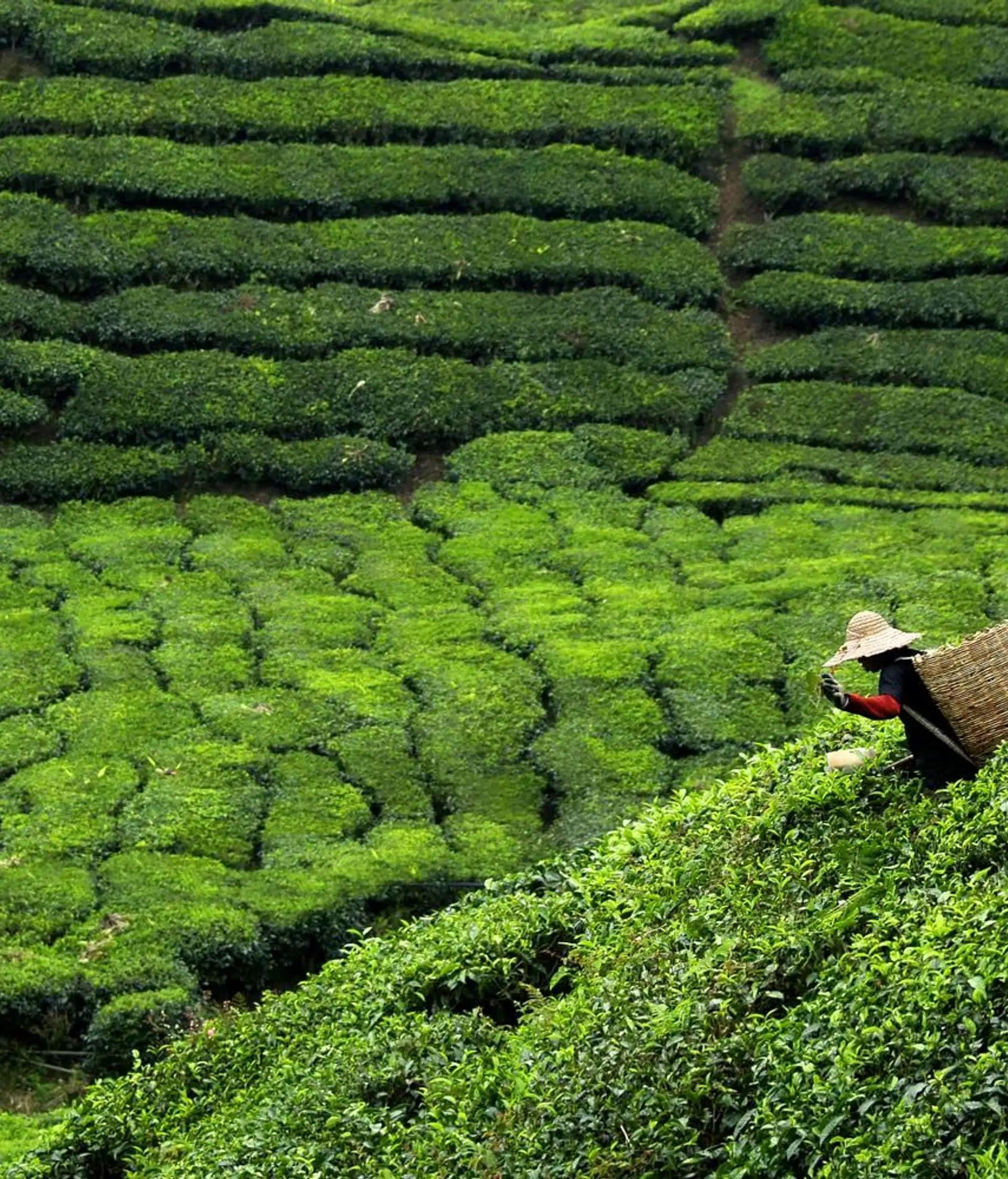 immersion-culturelle-malaisie