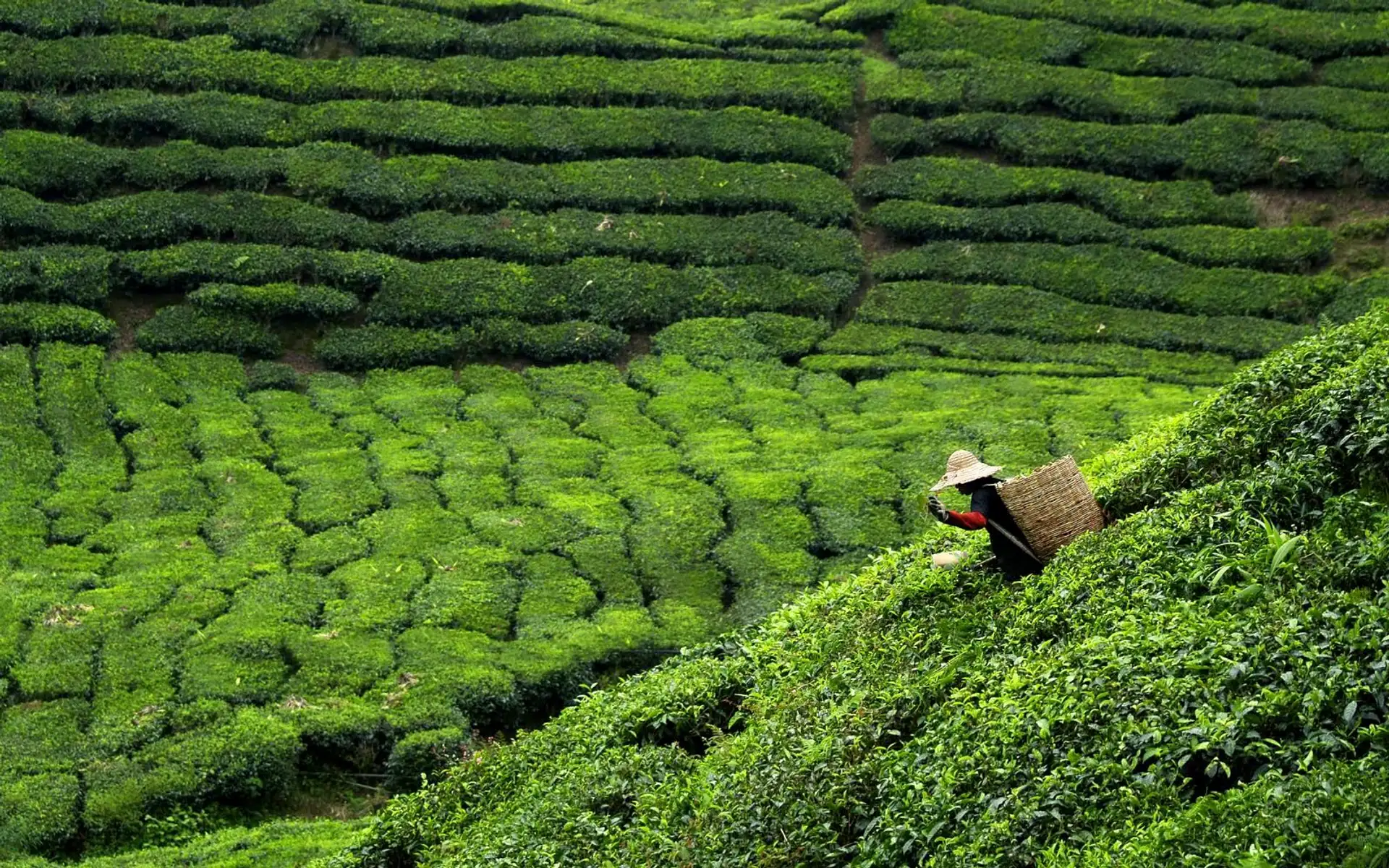 immersion-culturelle-malaisie