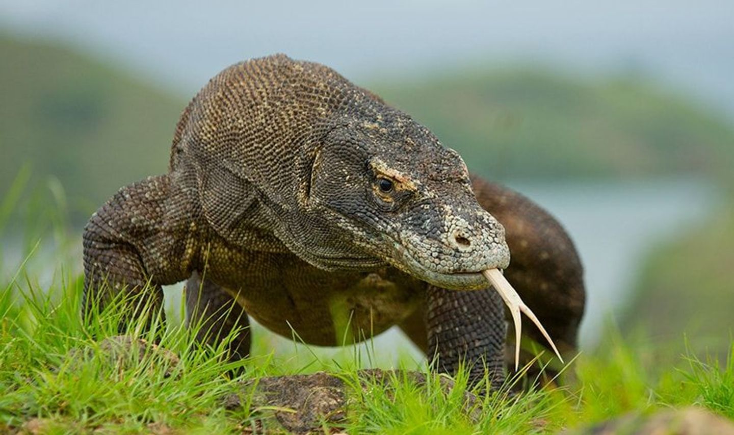 Travel in Asia - A komodo dragon with its forked tongue out on Komodo Island