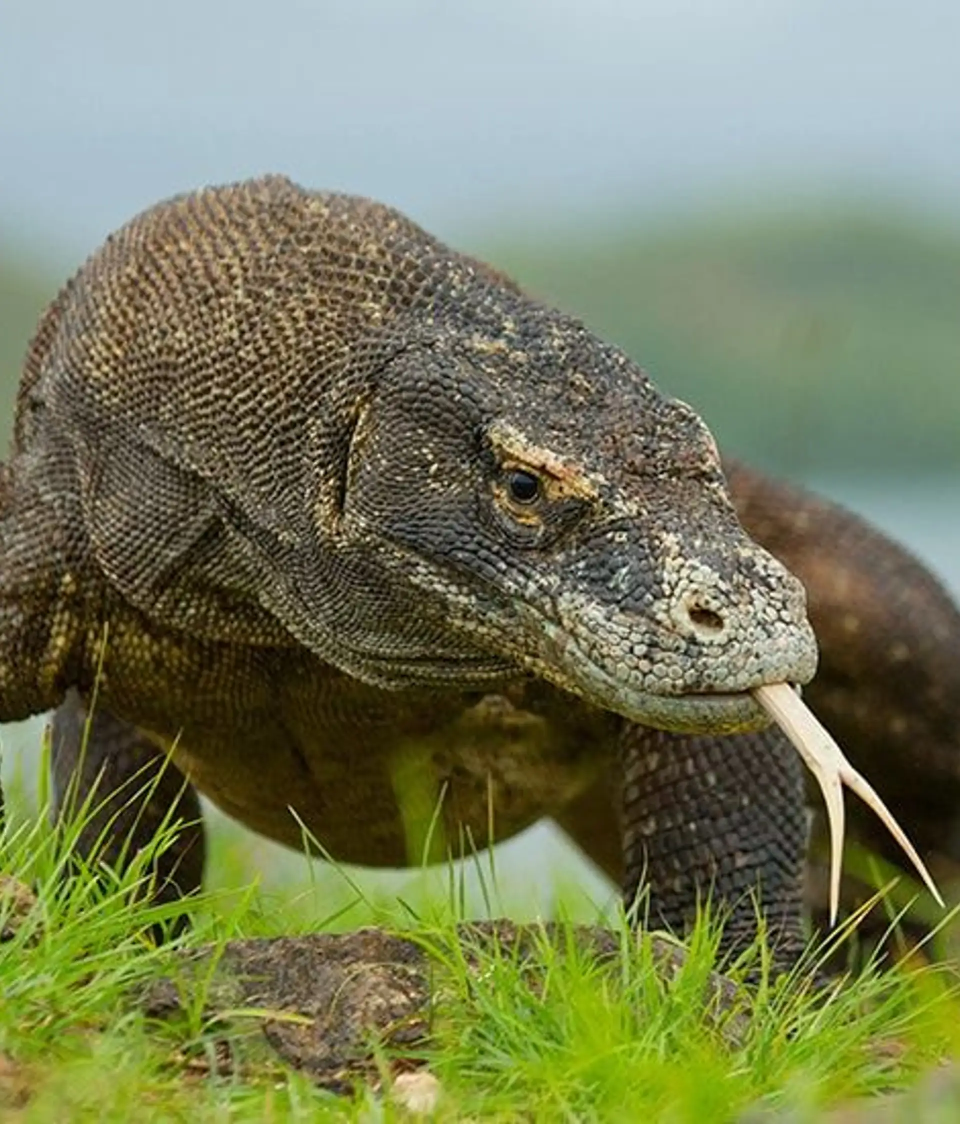 Travel in Asia - A komodo dragon with its forked tongue out on Komodo Island
