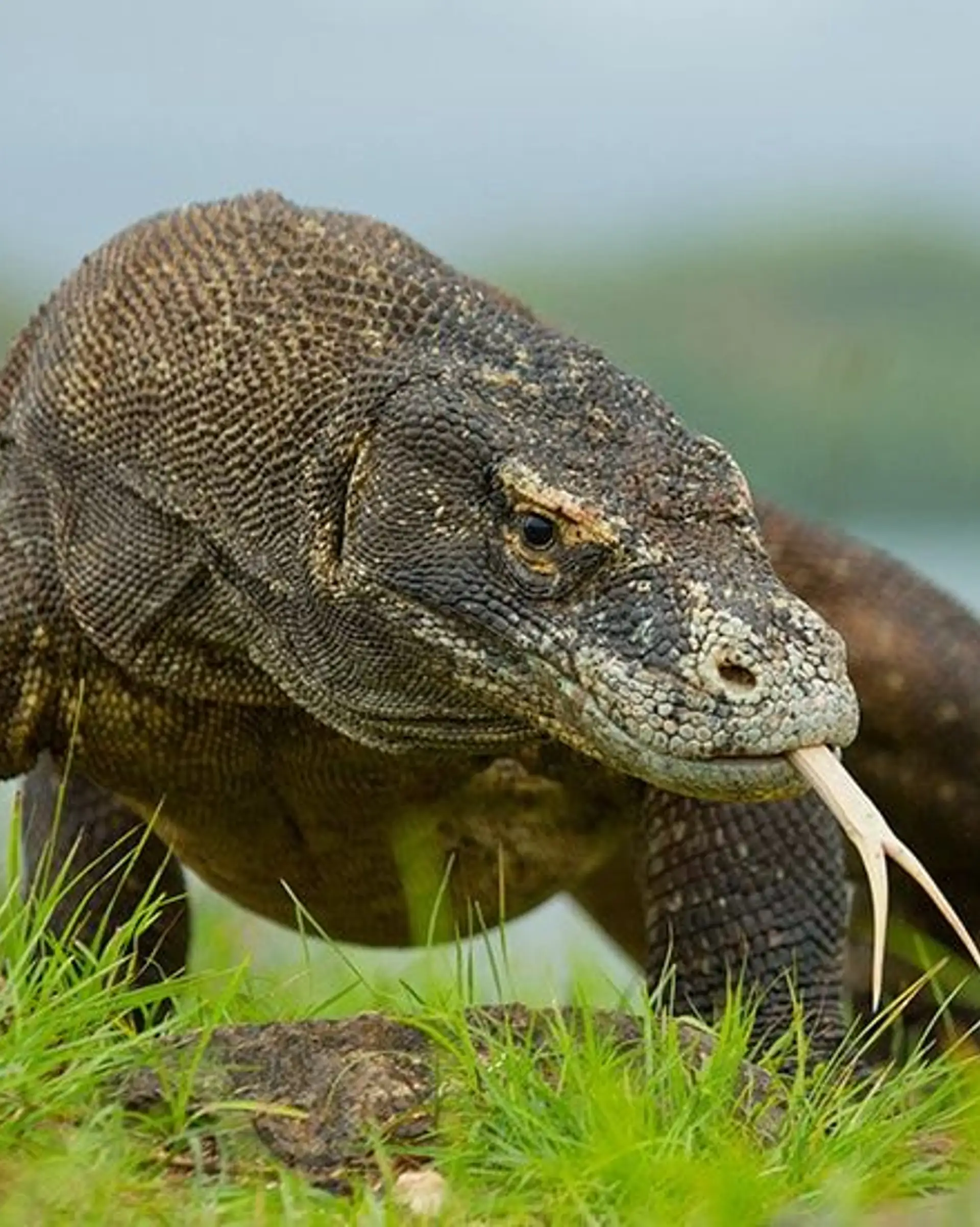 Travel in Asia - A komodo dragon with its forked tongue out on Komodo Island