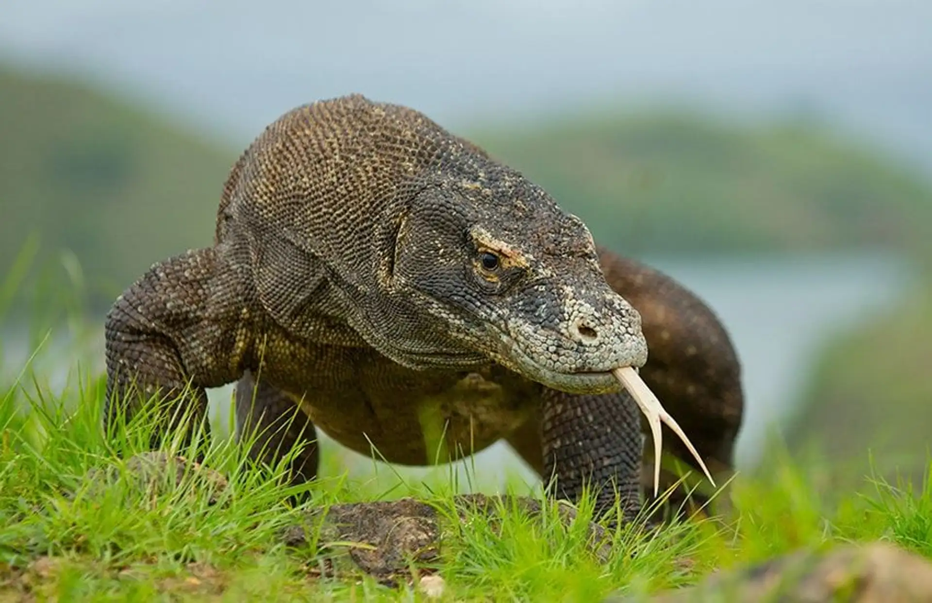 Travel in Asia - A komodo dragon with its forked tongue out on Komodo Island