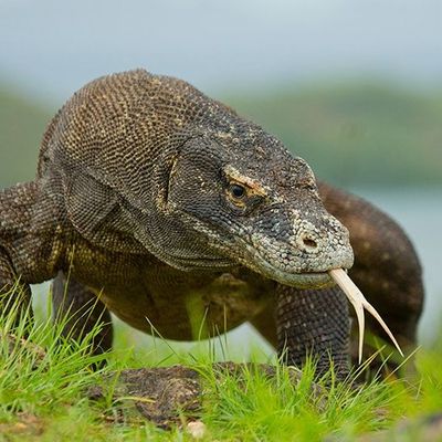 rice-fields-of-bali-to-komodo-dragons