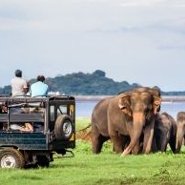 Travel in Asia - Two men in a safari vehicle admiring elephants in Minneriya National Park in Sri Lanka