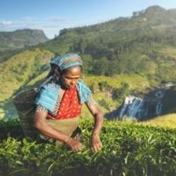 Travel in Asia - A woman picking tea leaves on a tea plantation in the Central Highlands of Sri Lanka