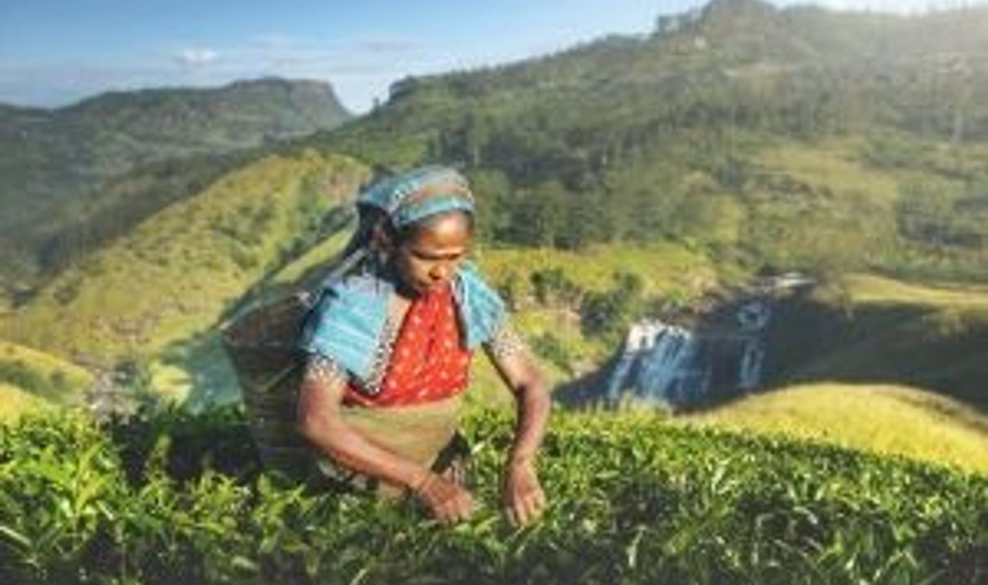 Travel in Asia - A woman picking tea leaves on a tea plantation in the Central Highlands of Sri Lanka