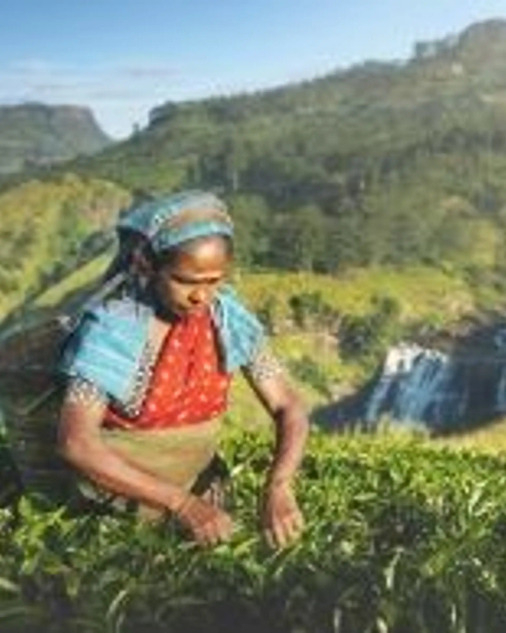 Travel in Asia - A woman picking tea leaves on a tea plantation in the Central Highlands of Sri Lanka