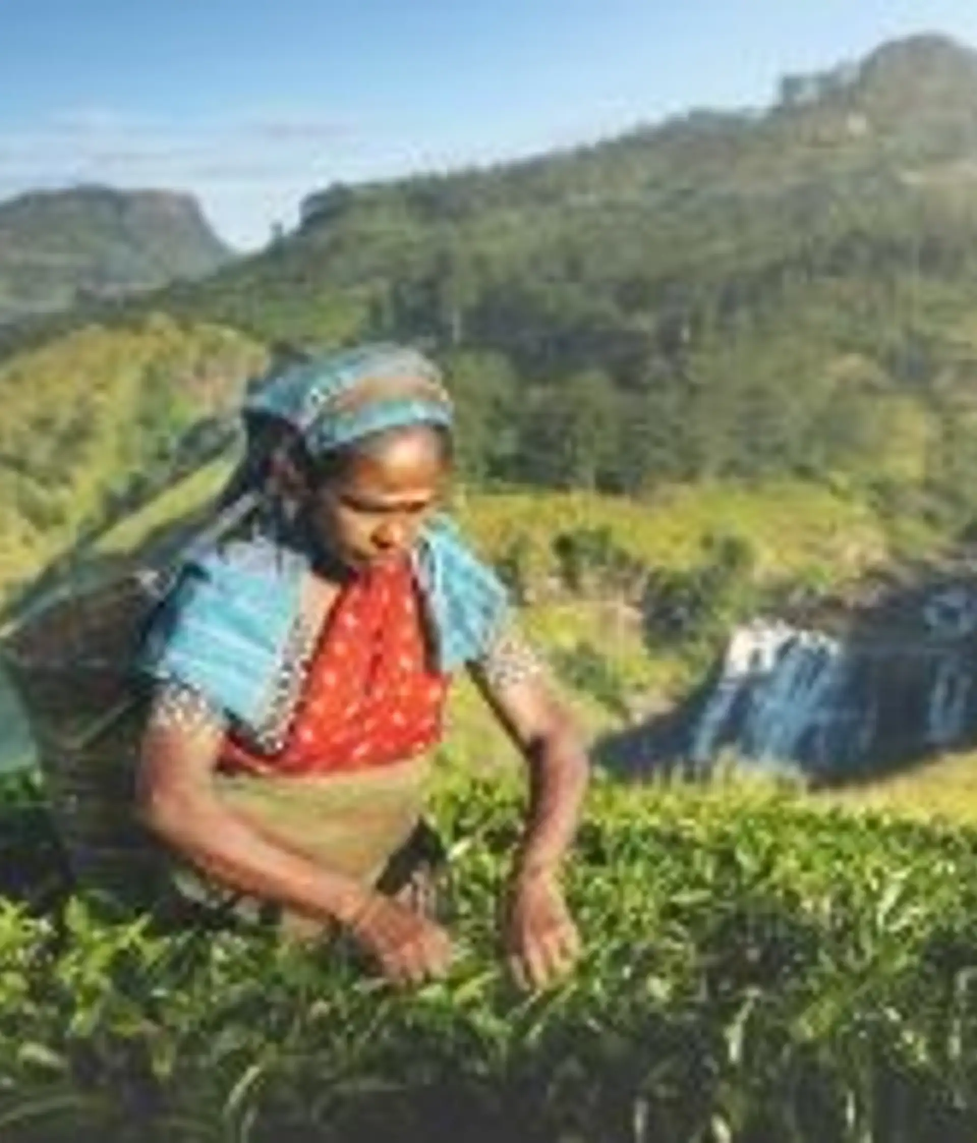 Travel in Asia - A woman picking tea leaves on a tea plantation in the Central Highlands of Sri Lanka