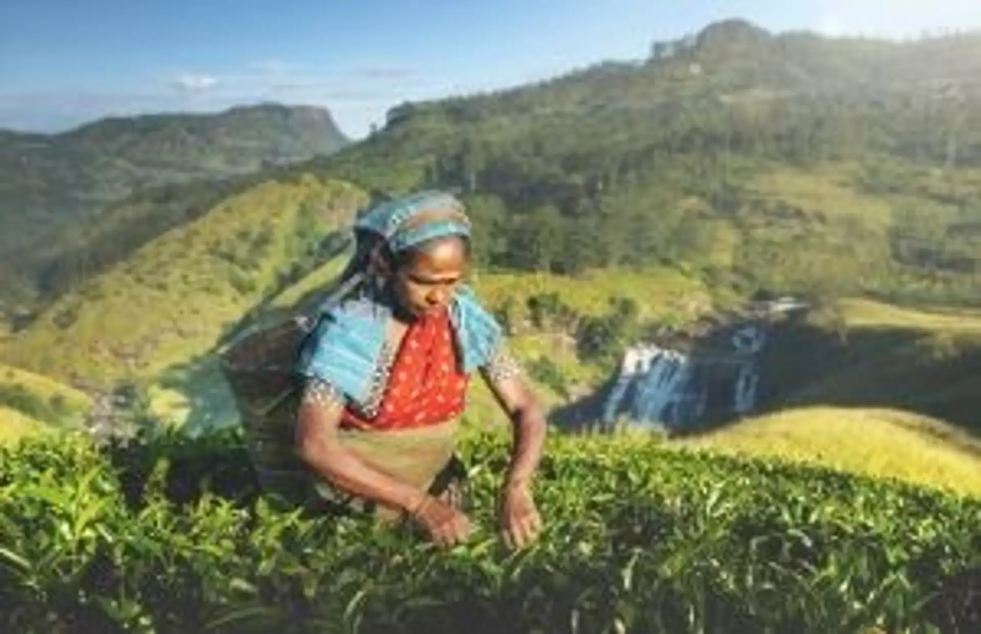 Travel in Asia - A woman picking tea leaves on a tea plantation in the Central Highlands of Sri Lanka