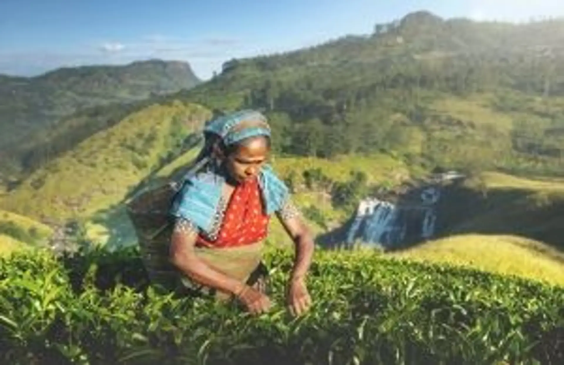 Travel in Asia - A woman picking tea leaves on a tea plantation in the Central Highlands of Sri Lanka