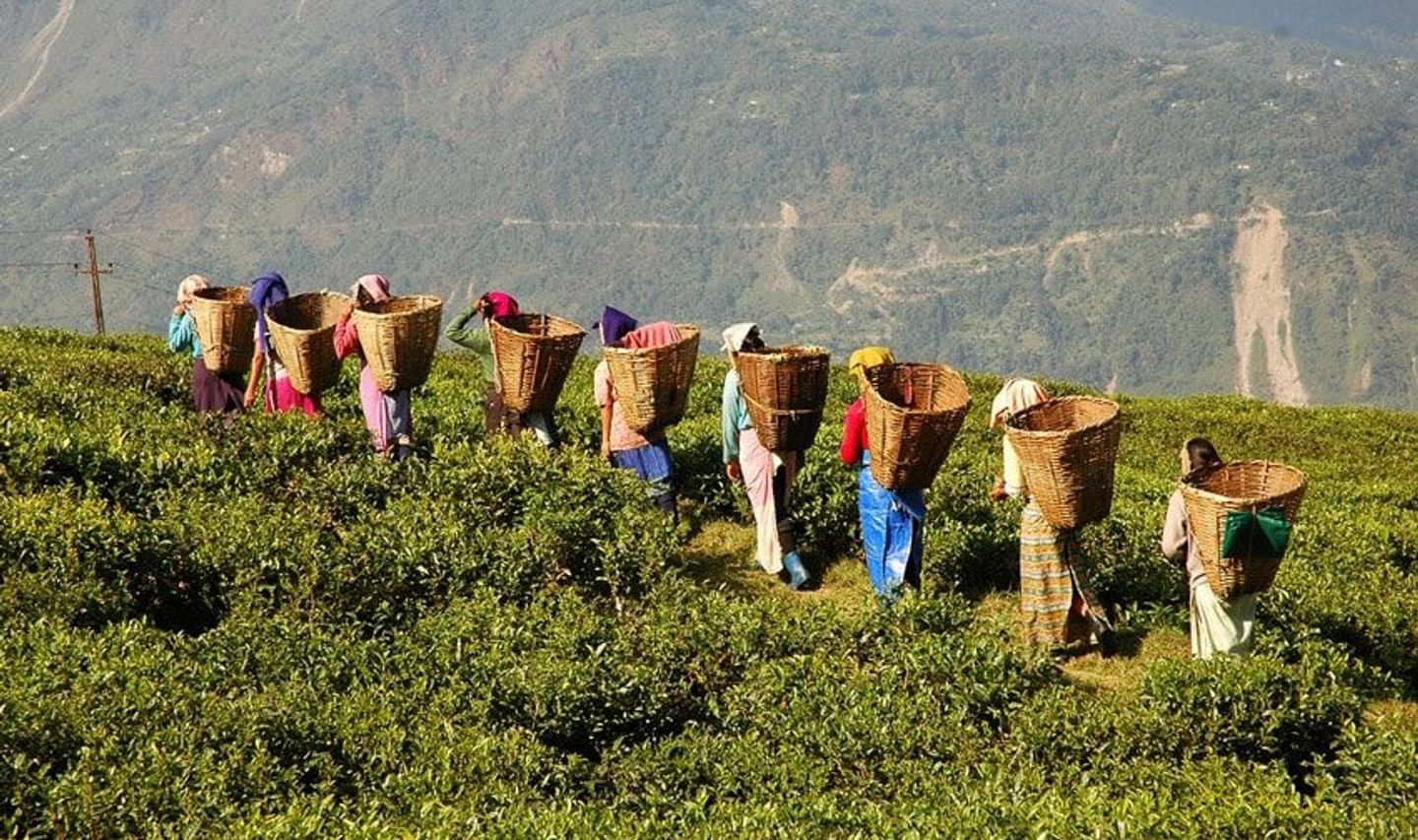 Tea-leaf pickers and local growers in the misty hills of Darjeeling working at a small tea estate for Shanti Travel’s cultural journey.