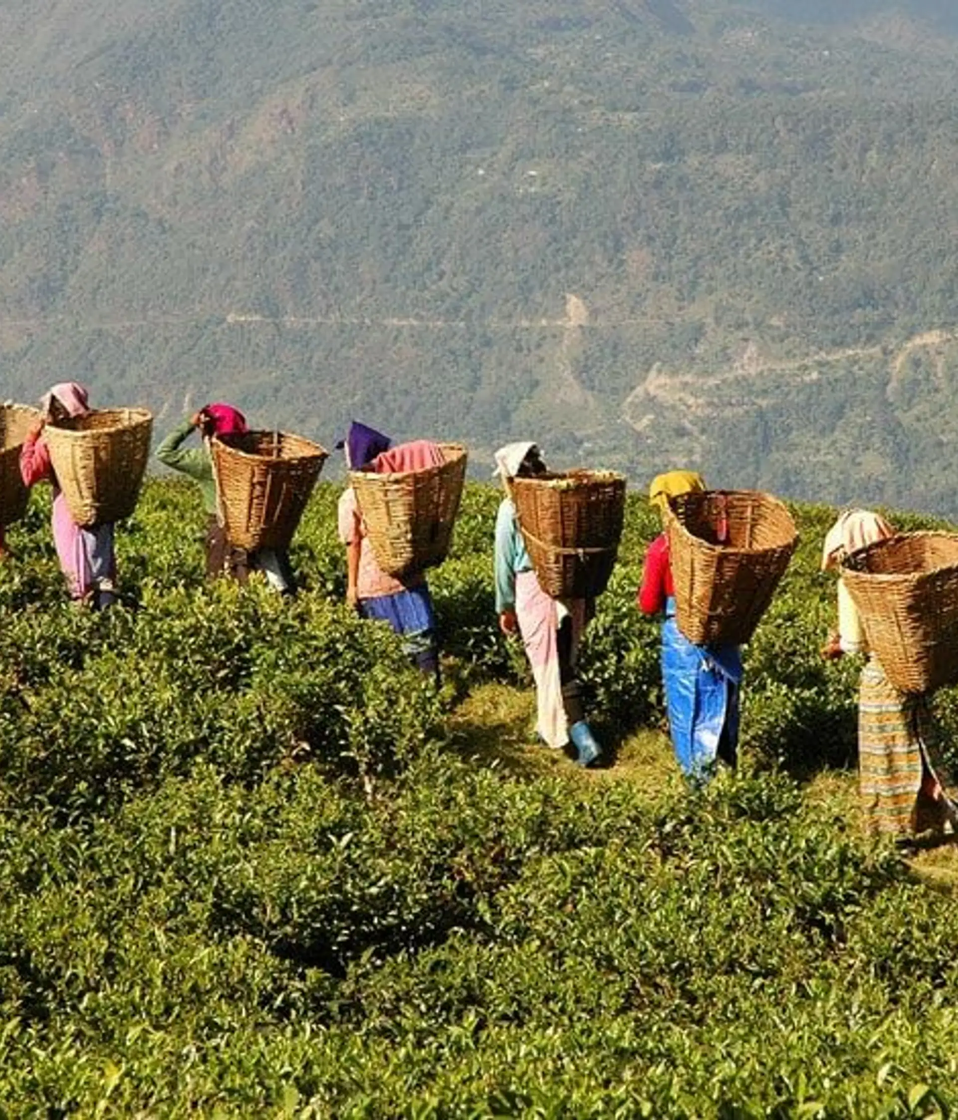 Tea-leaf pickers and local growers in the misty hills of Darjeeling working at a small tea estate for Shanti Travel’s cultural journey.