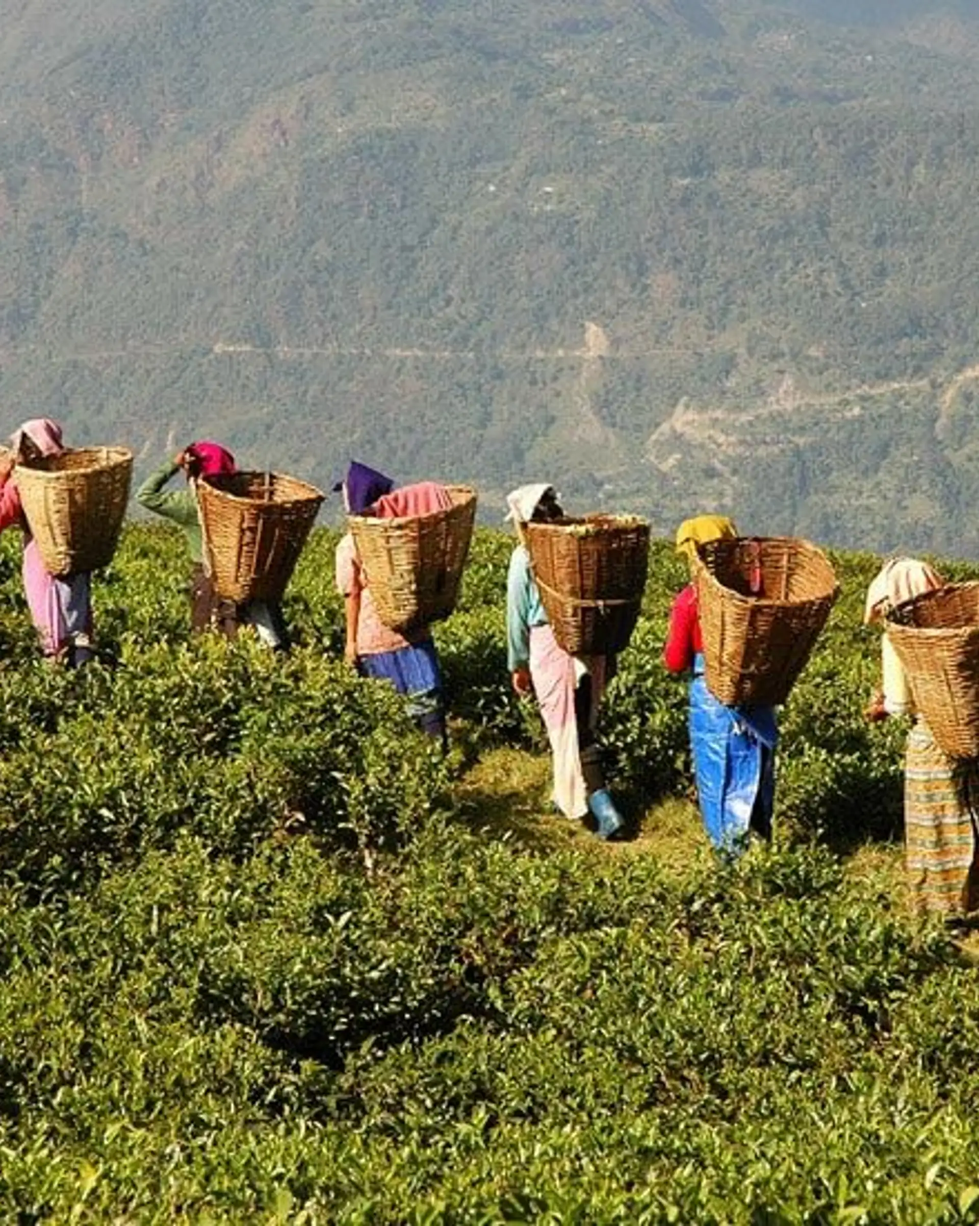 Tea-leaf pickers and local growers in the misty hills of Darjeeling working at a small tea estate for Shanti Travel’s cultural journey.