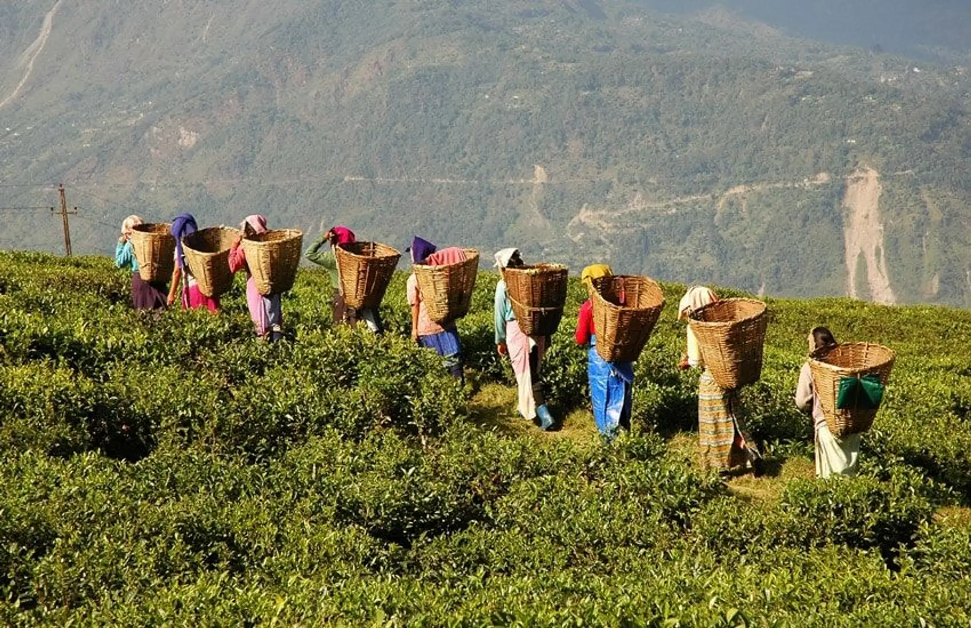 Tea-leaf pickers and local growers in the misty hills of Darjeeling working at a small tea estate for Shanti Travel’s cultural journey.